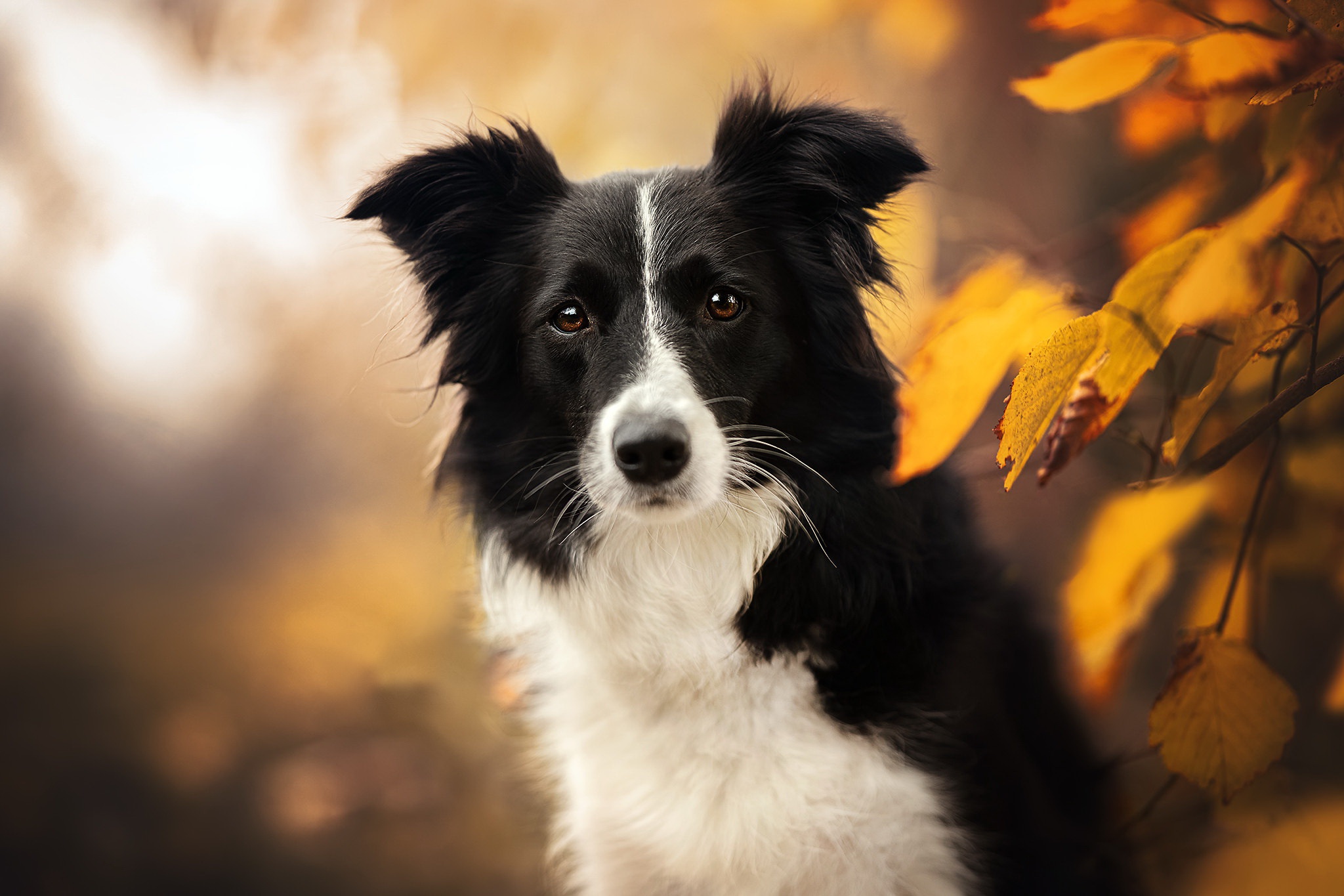 Handy-Wallpaper Tiere, Hunde, Hund, Border Collie, Tiefenschärfe kostenlos herunterladen.