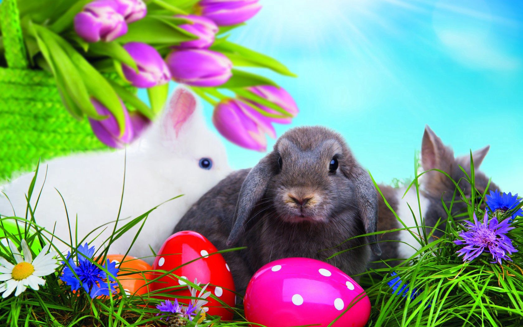 60587 Hintergrundbild herunterladen ostern, eggs, kaninchen, feiertage, grass, mehrfarbig, bunten - Bildschirmschoner und Bilder kostenlos