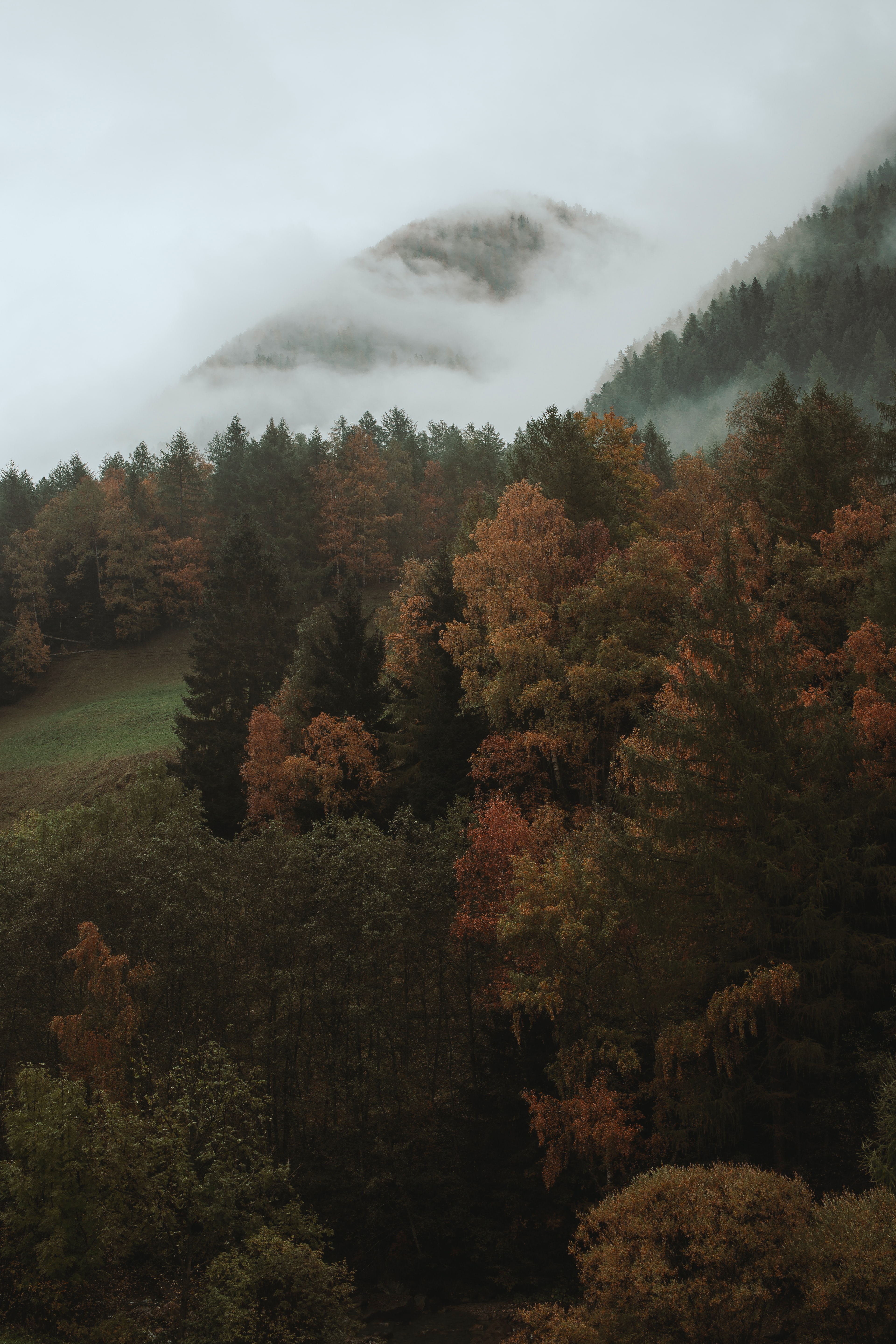 PCデスクトップに自然, 森林, 森, 霧, 木, 秋画像を無料でダウンロード