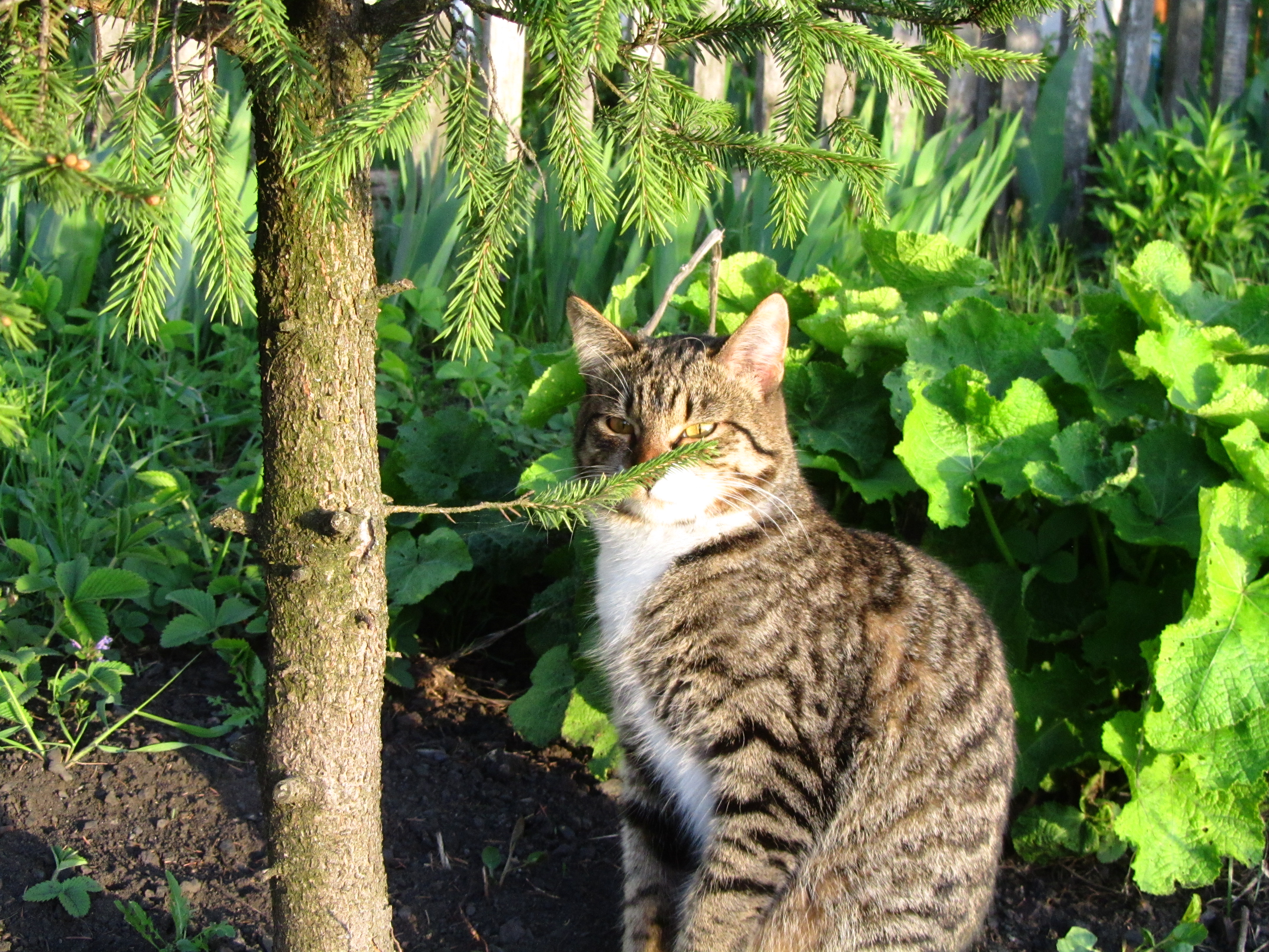 Handy-Wallpaper Tiere, Katze kostenlos herunterladen.