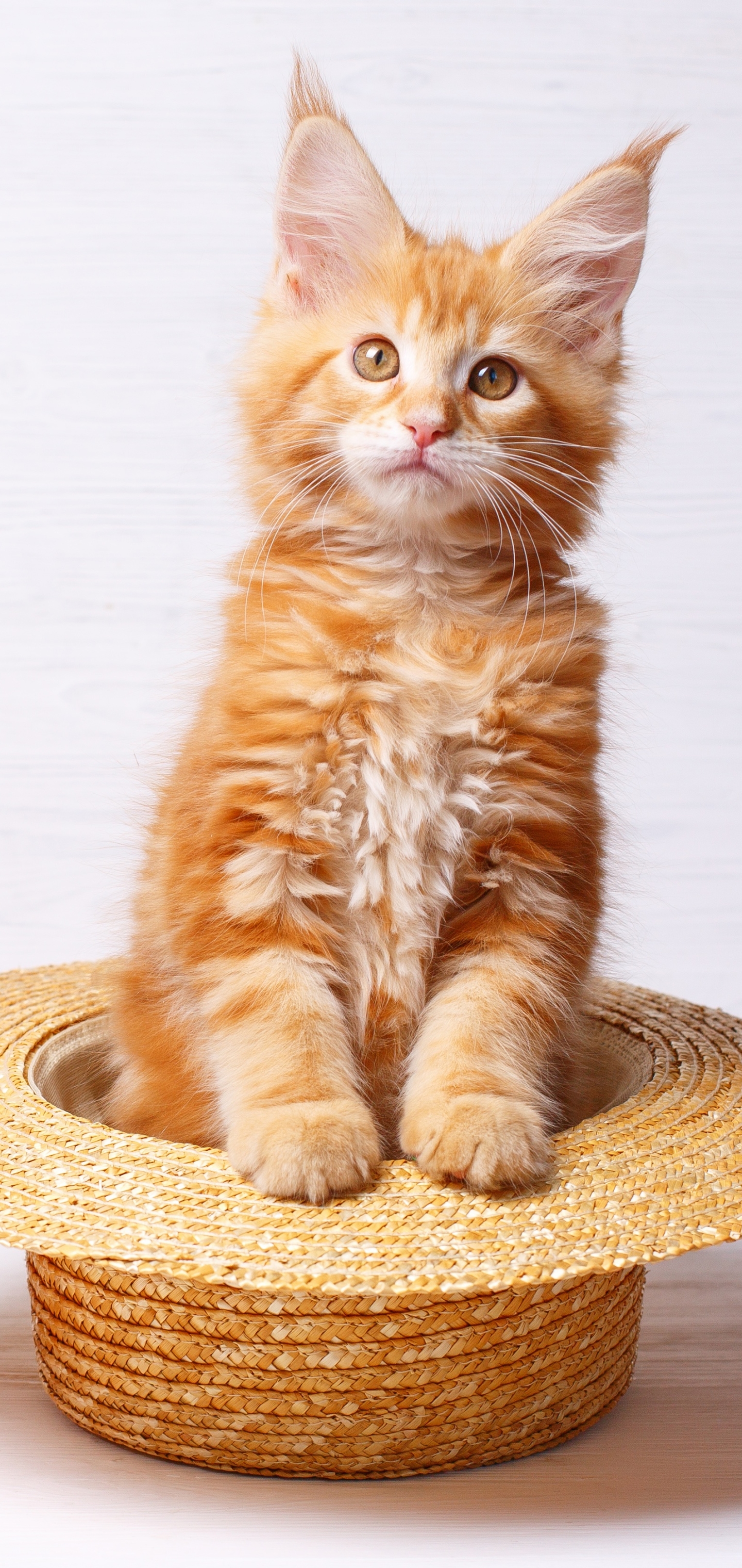 Laden Sie das Tiere, Katzen, Katze, Hut-Bild kostenlos auf Ihren PC-Desktop herunter