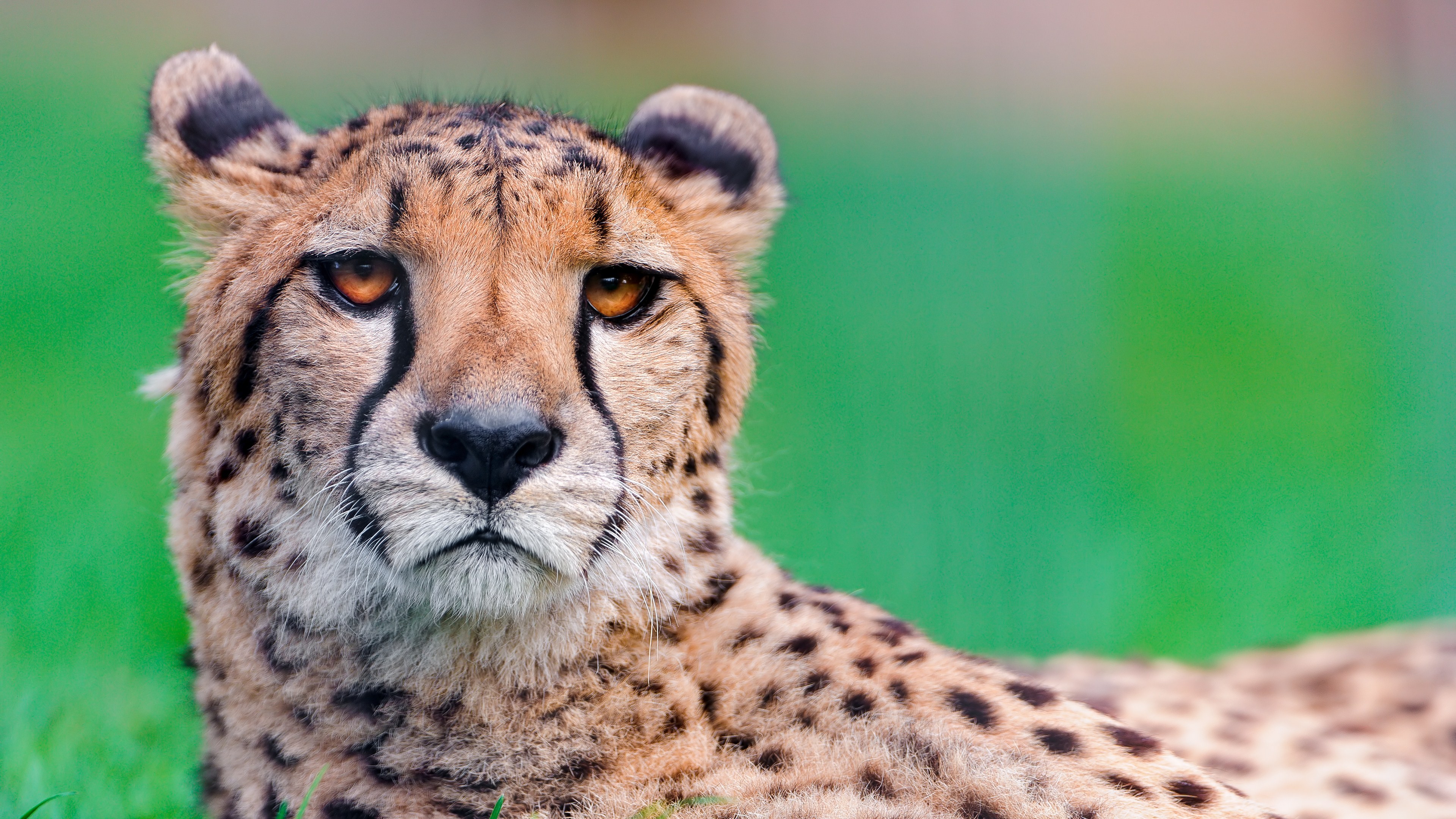 Laden Sie das Tiere, Katzen, Gepard, Gesicht, Starren-Bild kostenlos auf Ihren PC-Desktop herunter