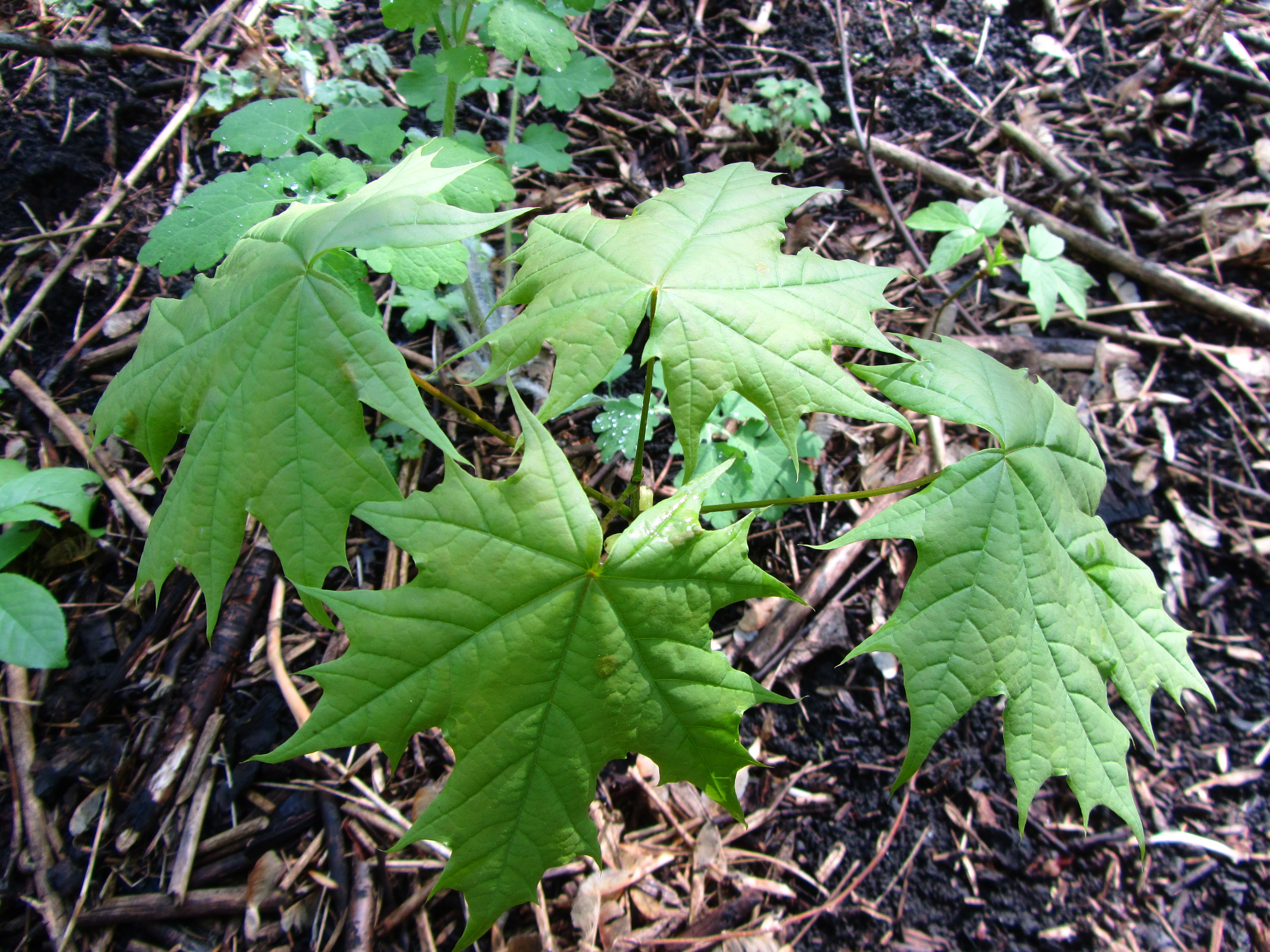 Descarga gratuita de fondo de pantalla para móvil de Hoja, Tierra/naturaleza.