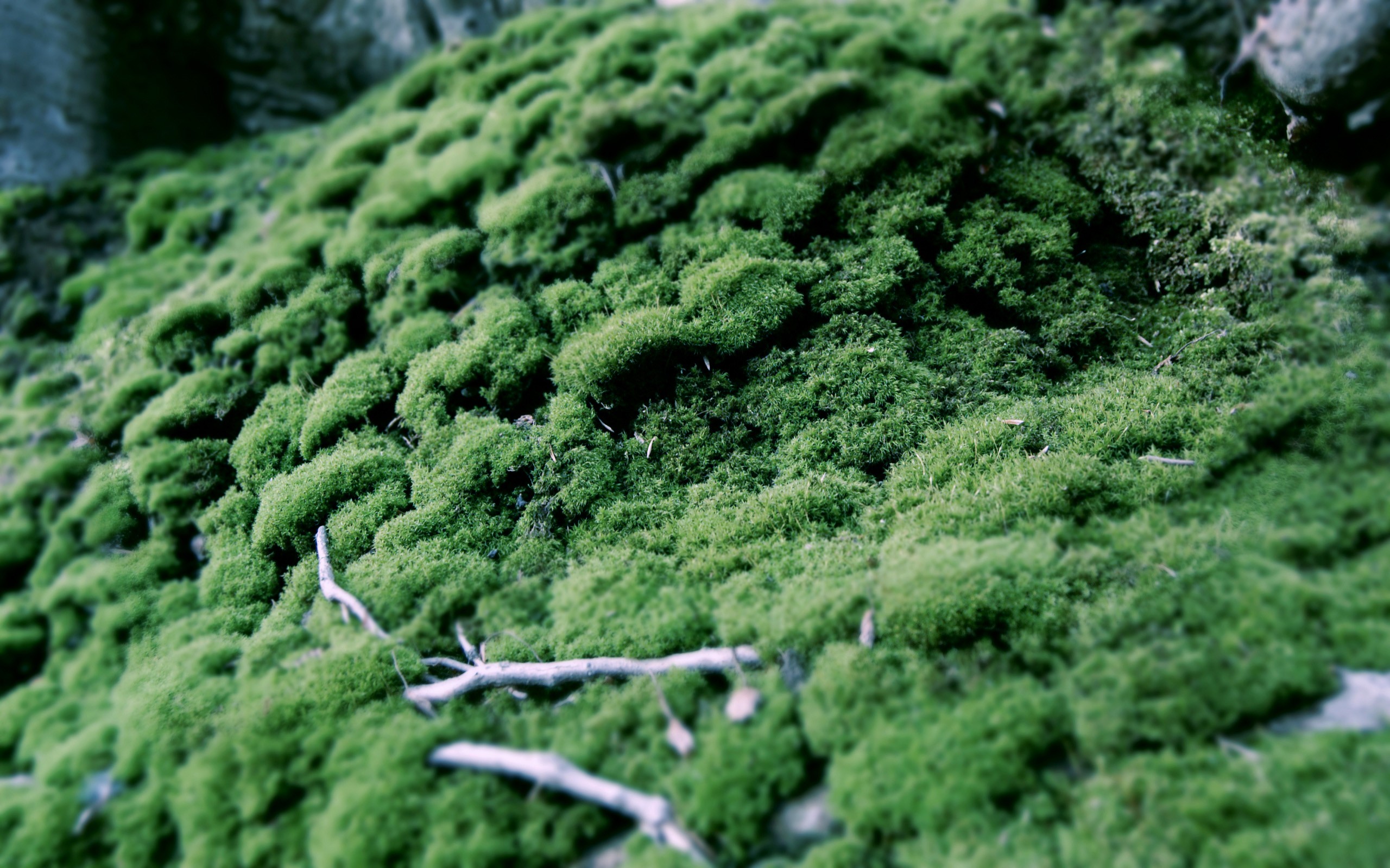 Download mobile wallpaper Moss, Earth for free.