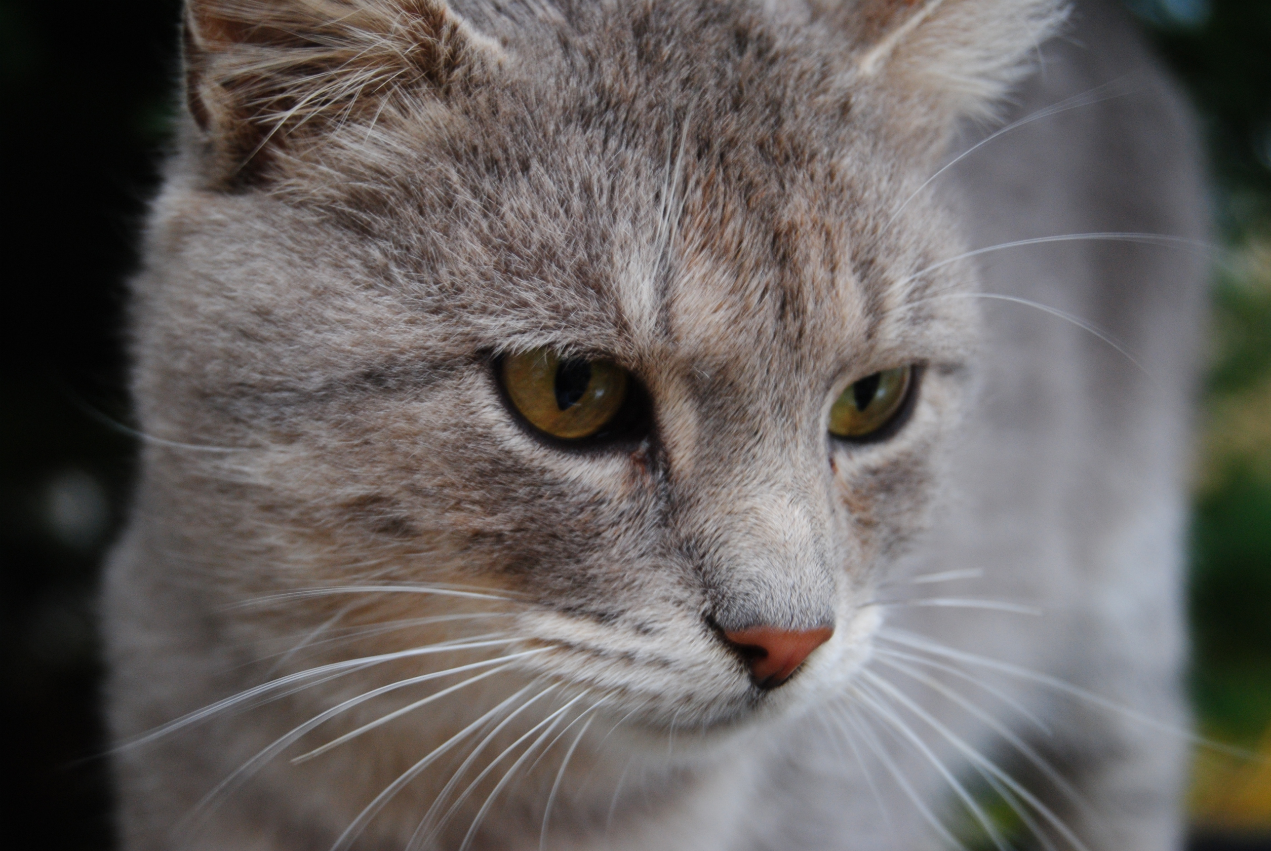 175545 Protetores de tela e papéis de parede Gatos em seu telefone. Baixe  fotos gratuitamente