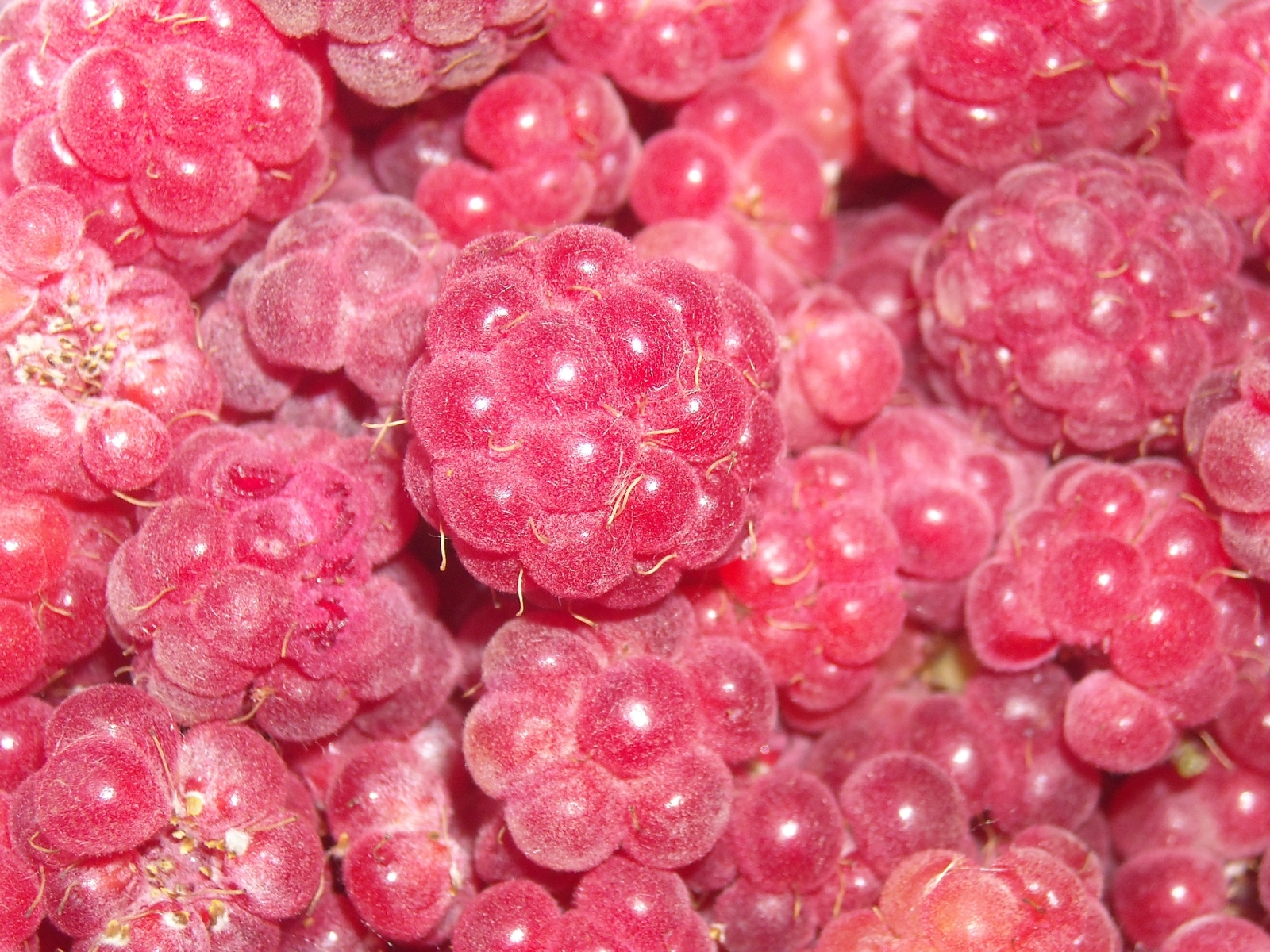 Free download wallpaper Background, Raspberry, Berries, Fruits, Food on your PC desktop