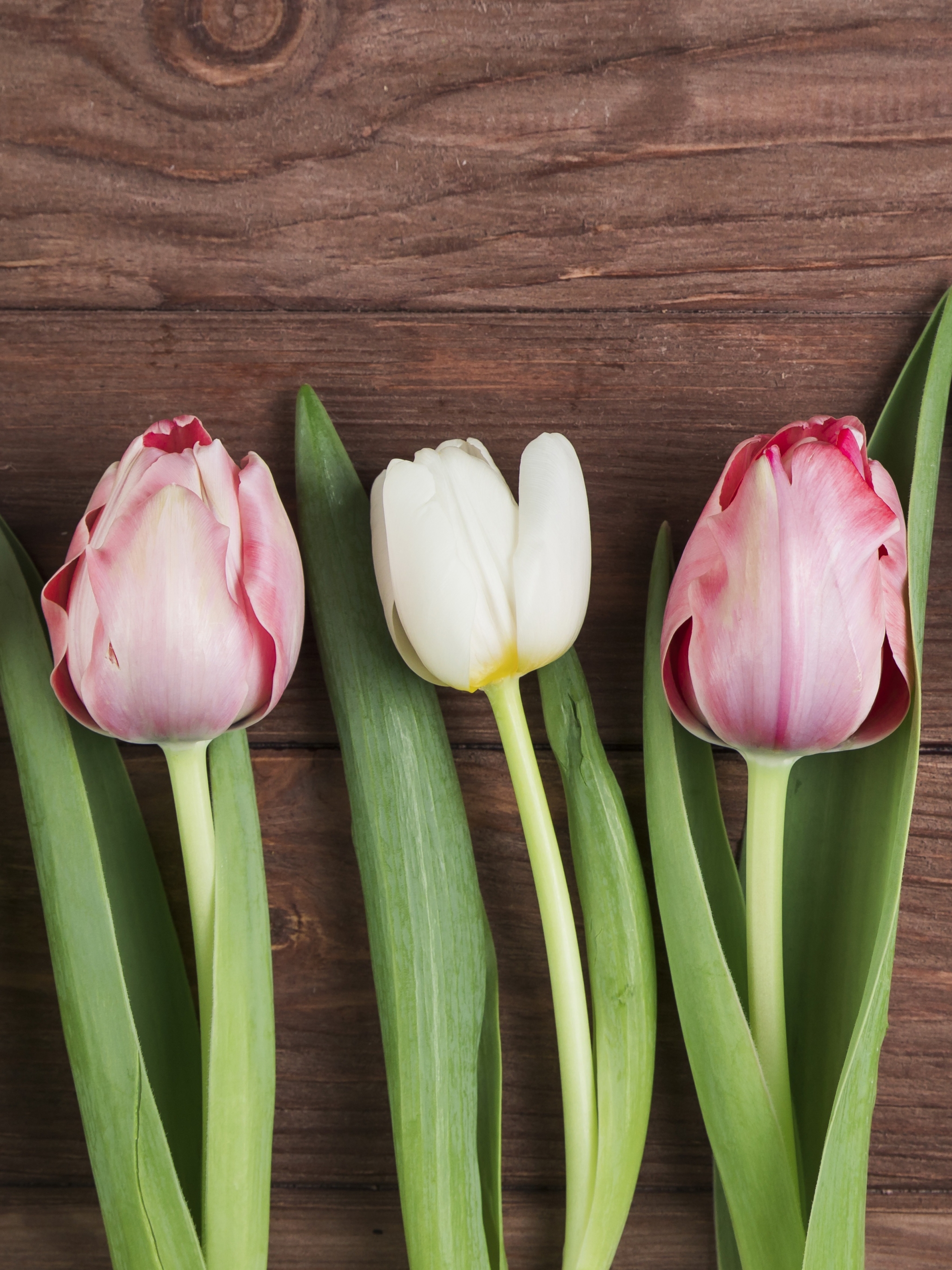 Descarga gratuita de fondo de pantalla para móvil de Flor, Flor Rosa, Tulipán, Flor Blanca, Hecho Por El Hombre.