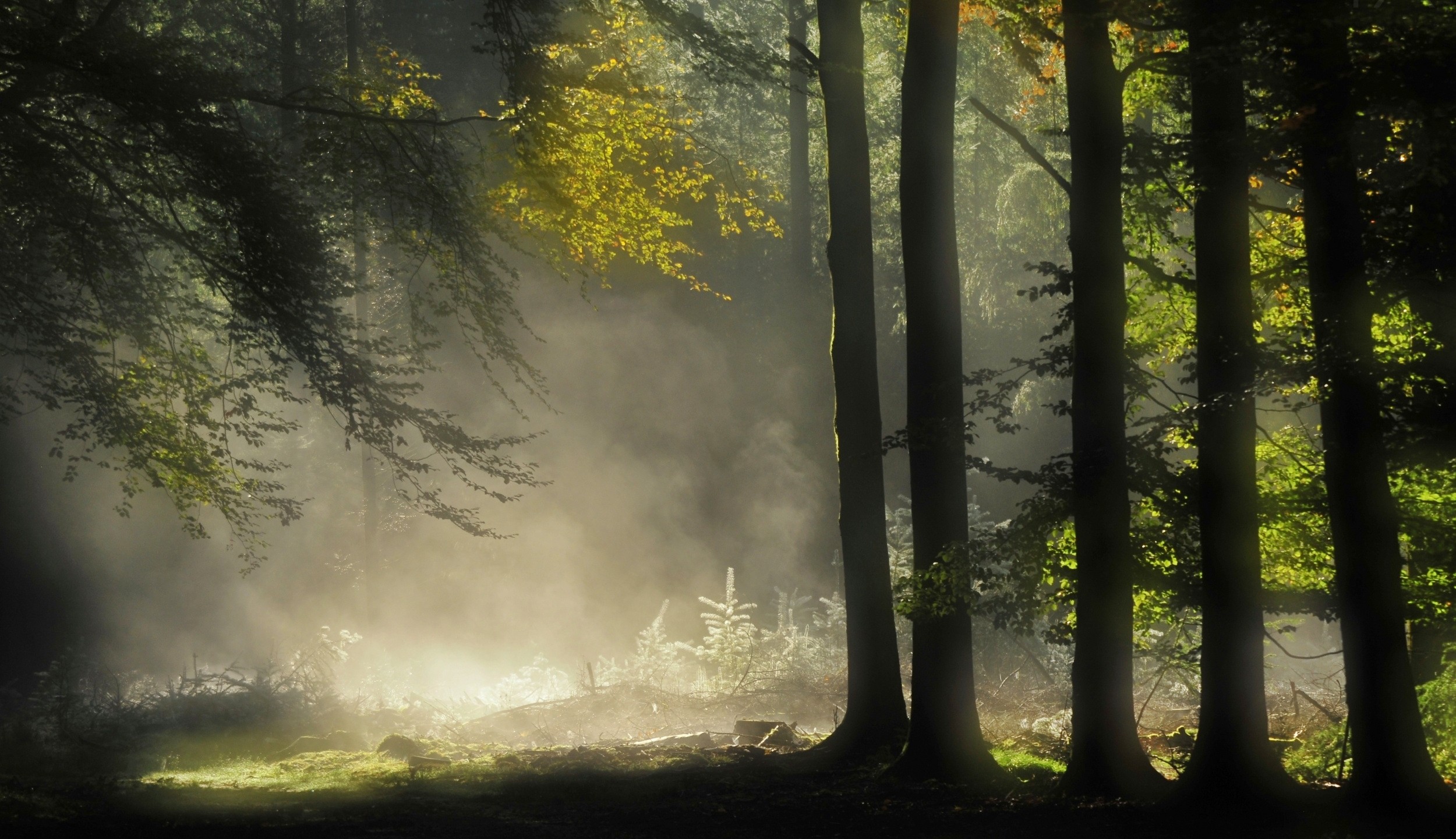 Скачать обои бесплатно Лес, Туман, Зеленый, Земля/природа картинка на рабочий стол ПК