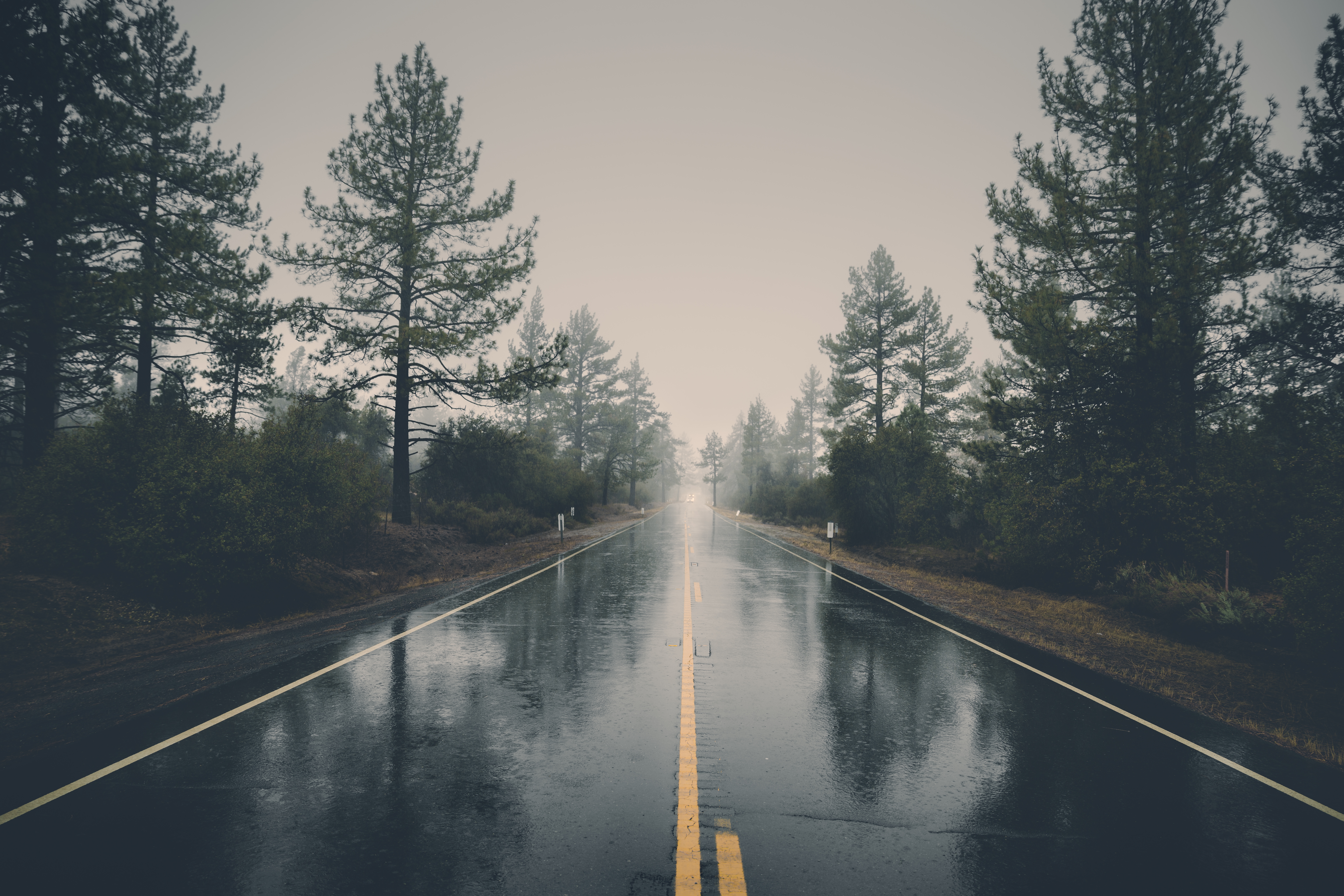 road, rain, nature, trees, bush, wet, asphalt