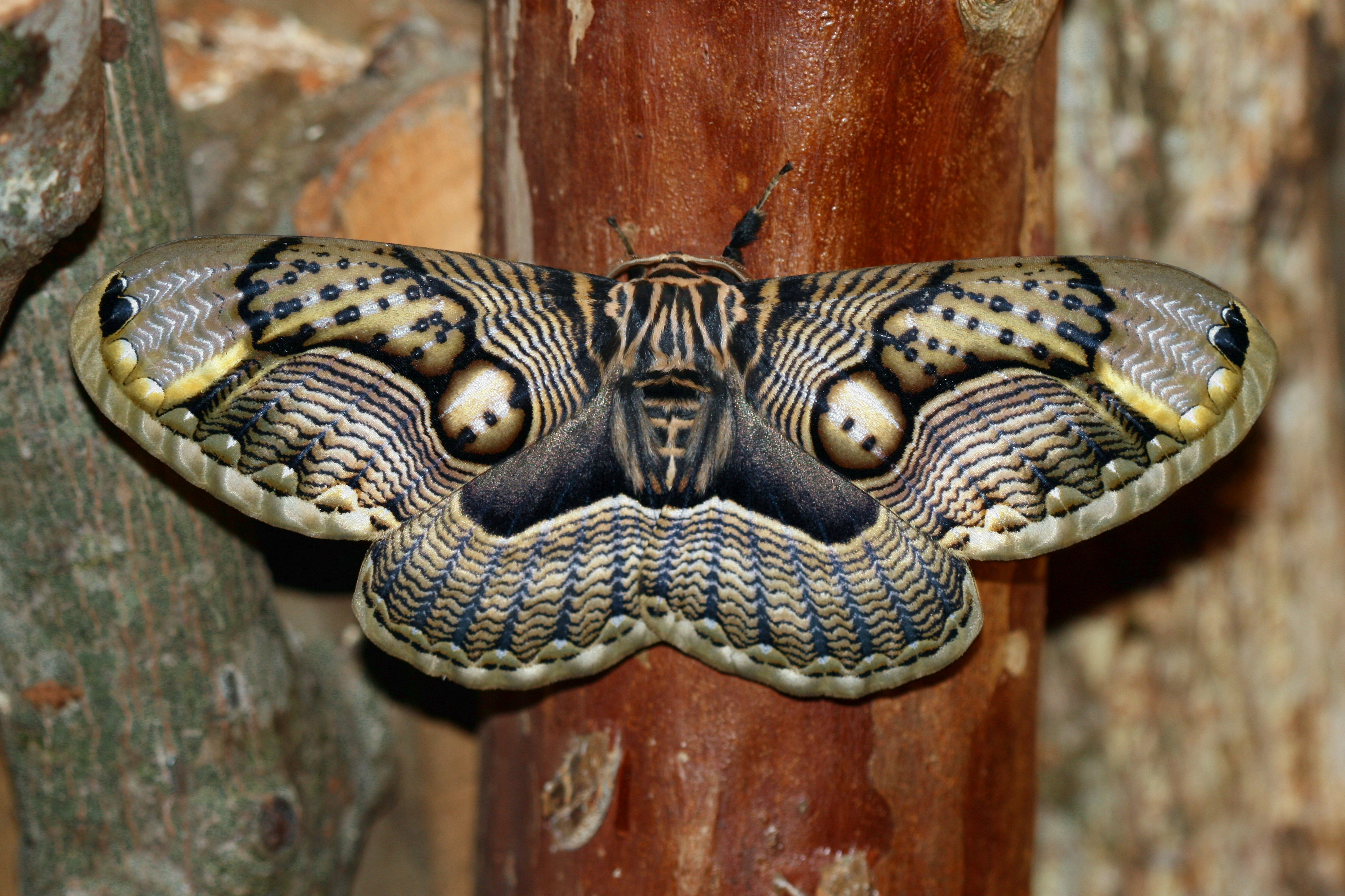 animal, moth