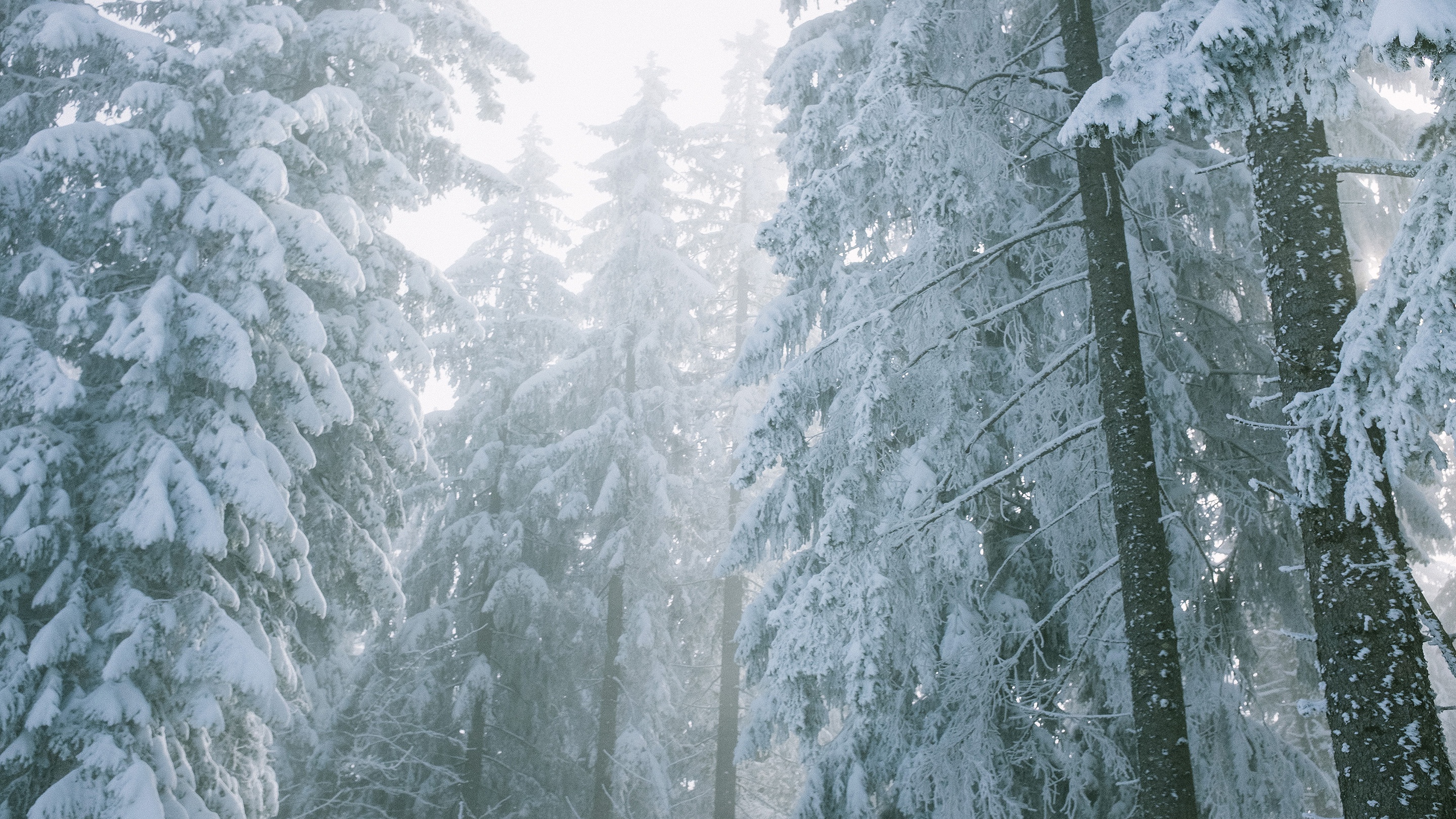 Скачать обои бесплатно Зима, Снег, Лес, Туман, Ель, Земля/природа картинка на рабочий стол ПК