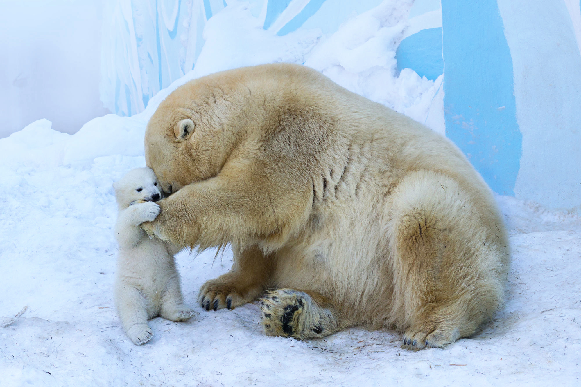 Download mobile wallpaper Bears, Bear, Animal, Cute, Polar Bear, Baby Animal, Cub for free.
