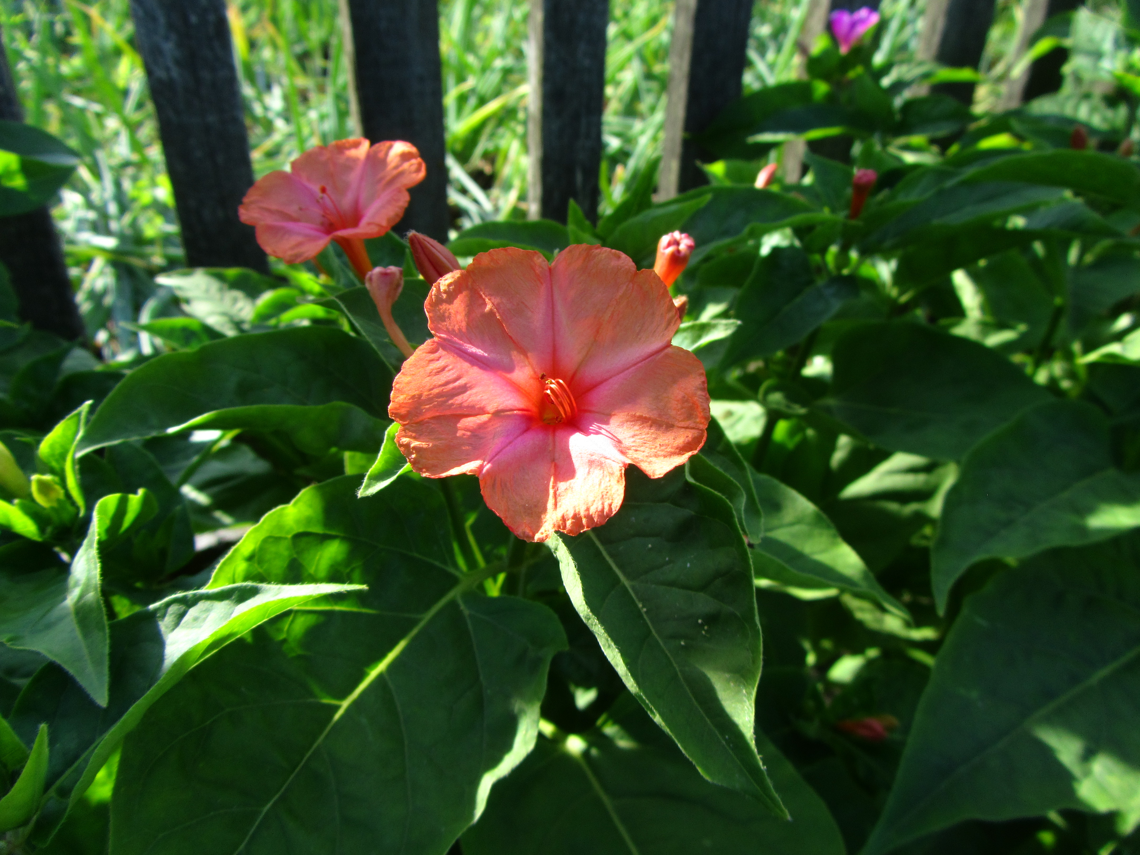 Descarga gratuita de fondo de pantalla para móvil de Flores, Flor, Tierra/naturaleza.