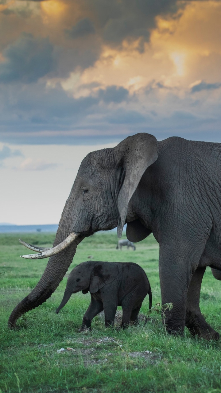 Скачать картинку Животные, Слоны, Слон, Африканский Слон, Детеныш Животного в телефон бесплатно.