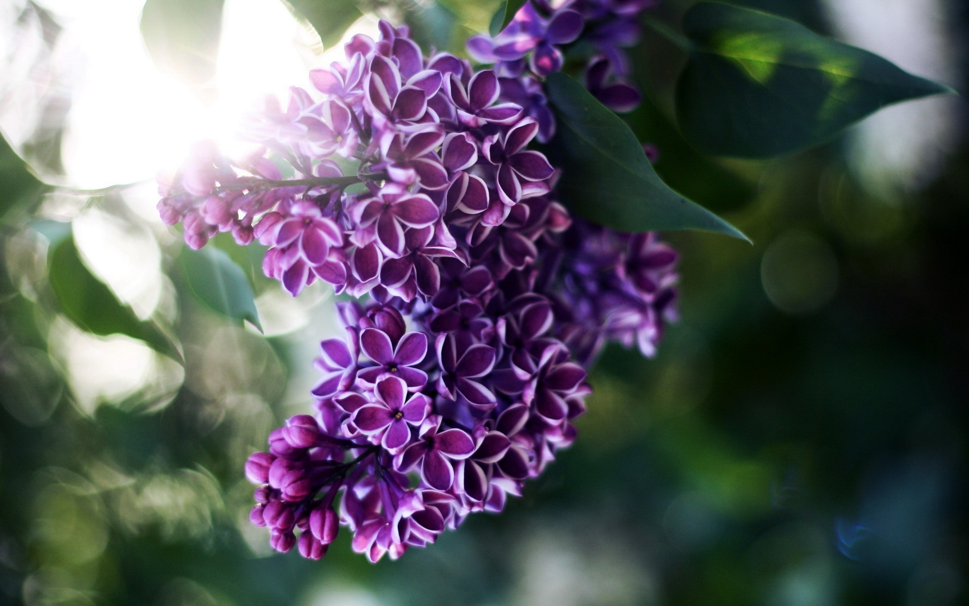 Descarga gratuita de fondo de pantalla para móvil de Flores, Flor, Tierra/naturaleza.