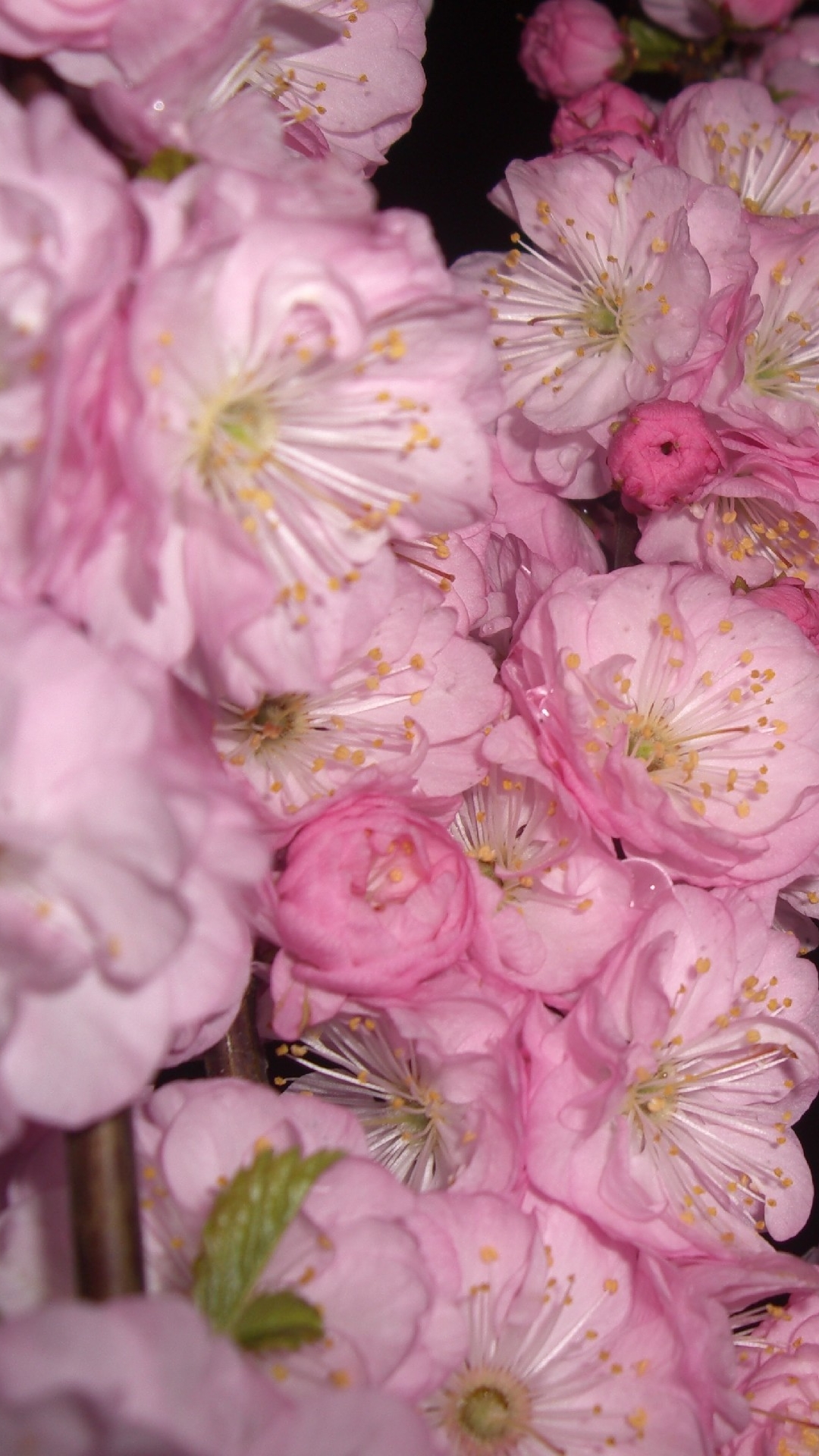 Download mobile wallpaper Flowers, Flower, Earth, Blossom, Pink Flower for free.