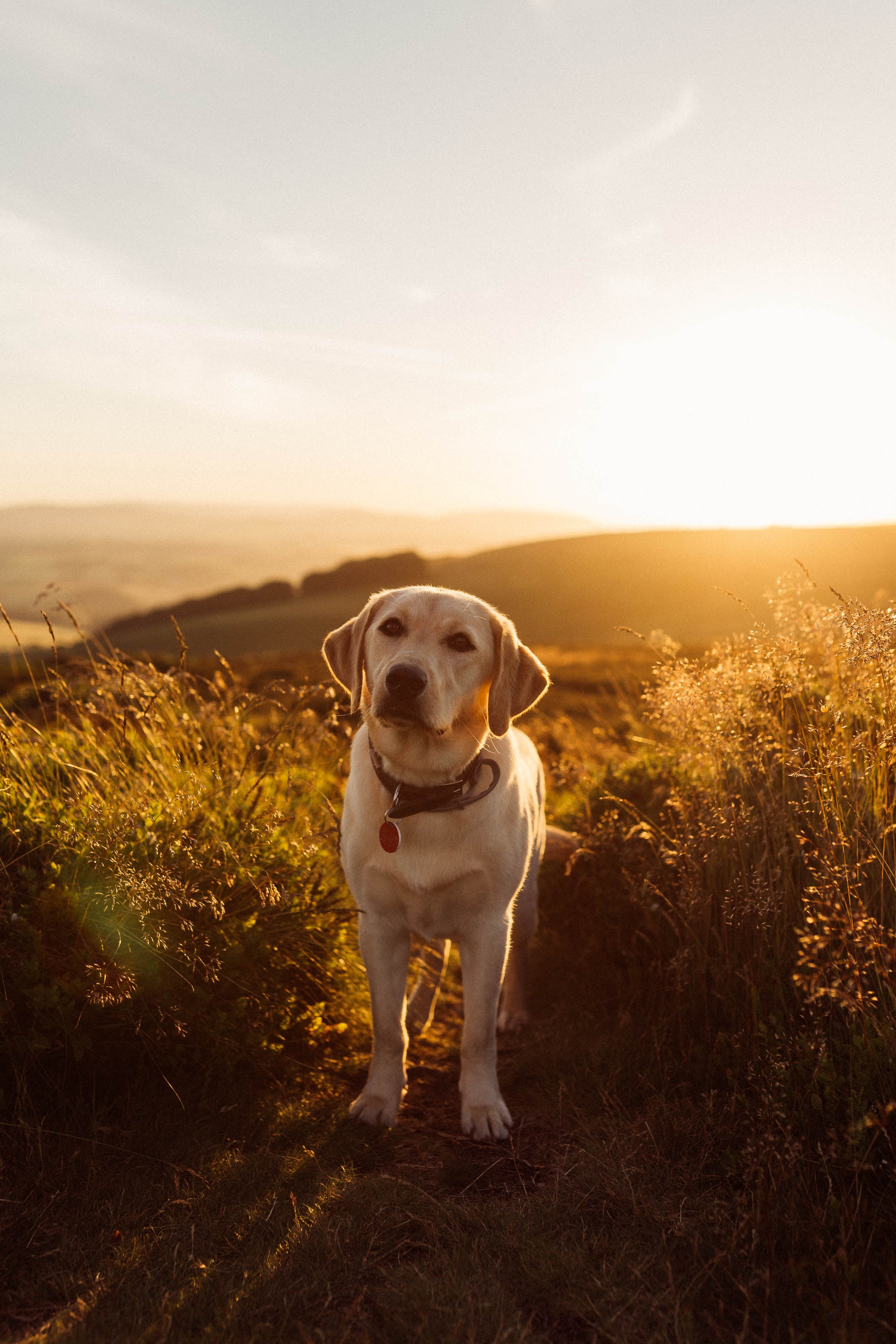 labrador, dog, sunset, animals, grass