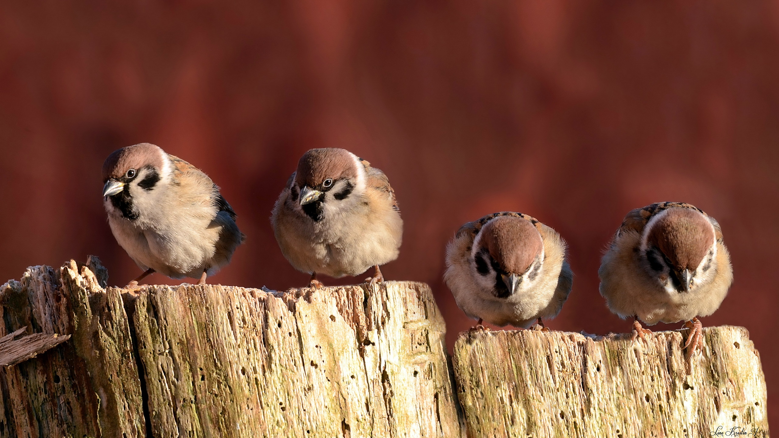 Descarga gratuita de fondo de pantalla para móvil de Animales, Aves, Ave.