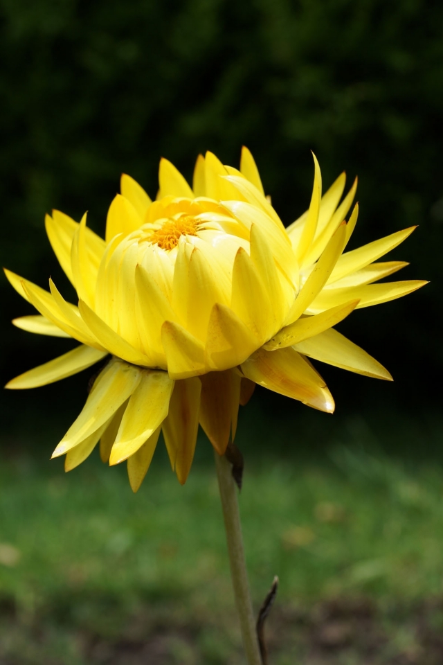 Descarga gratuita de fondo de pantalla para móvil de Flores, Flor, Tierra/naturaleza.