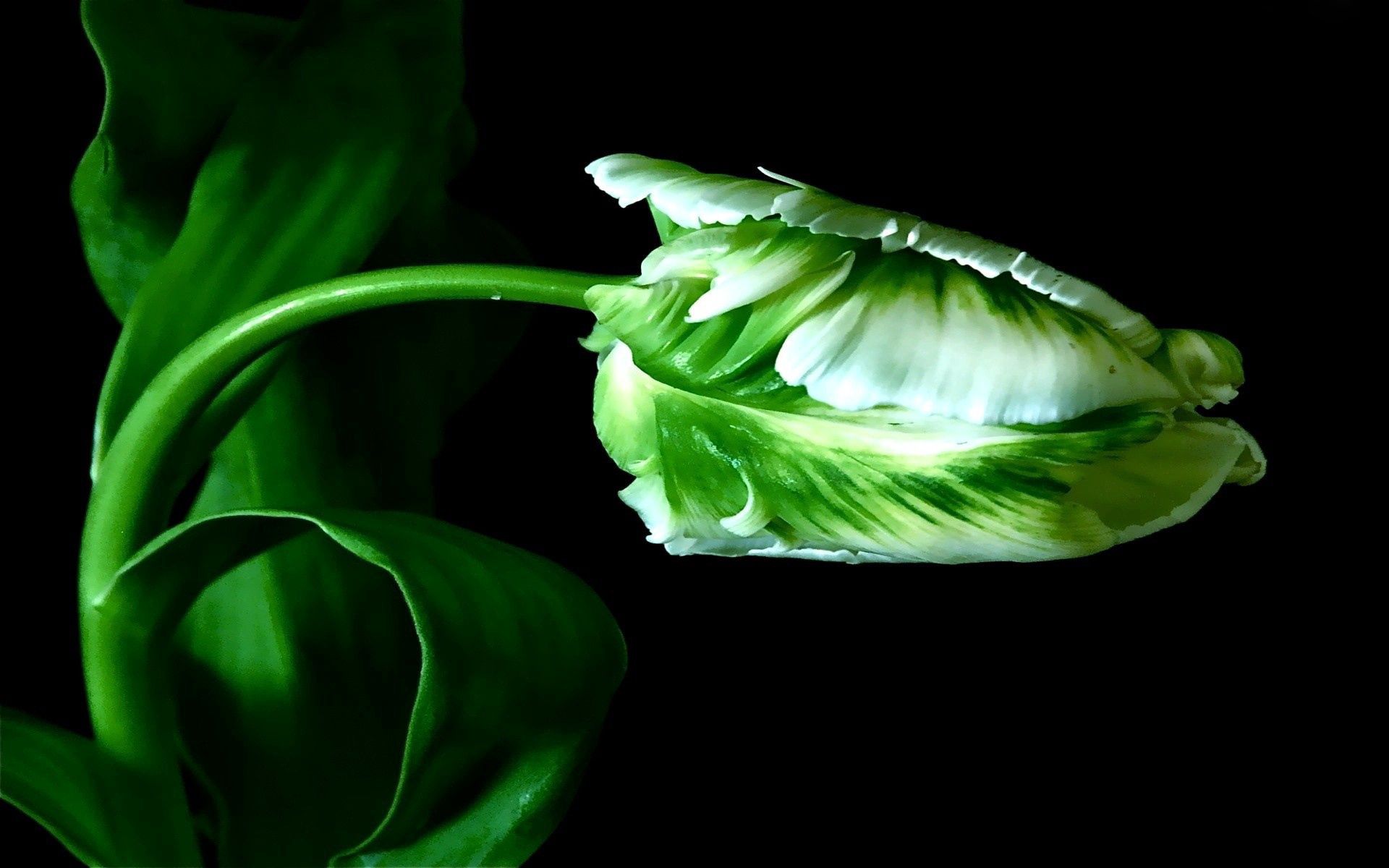 stalk, green, plant, macro, stem High Definition image