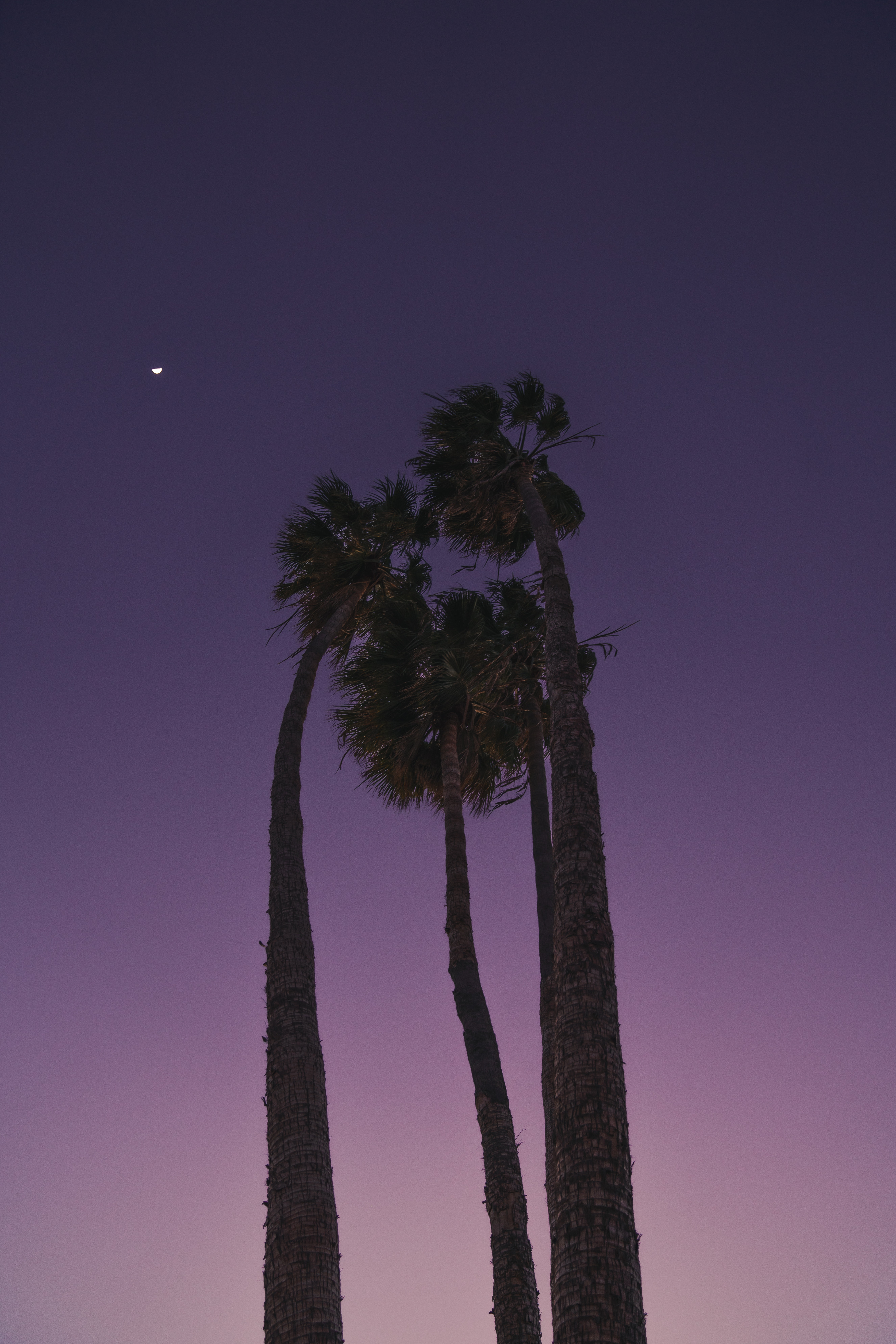 Download mobile wallpaper Bottom View, Evening, Trees, Palms, Nature, Moon for free.