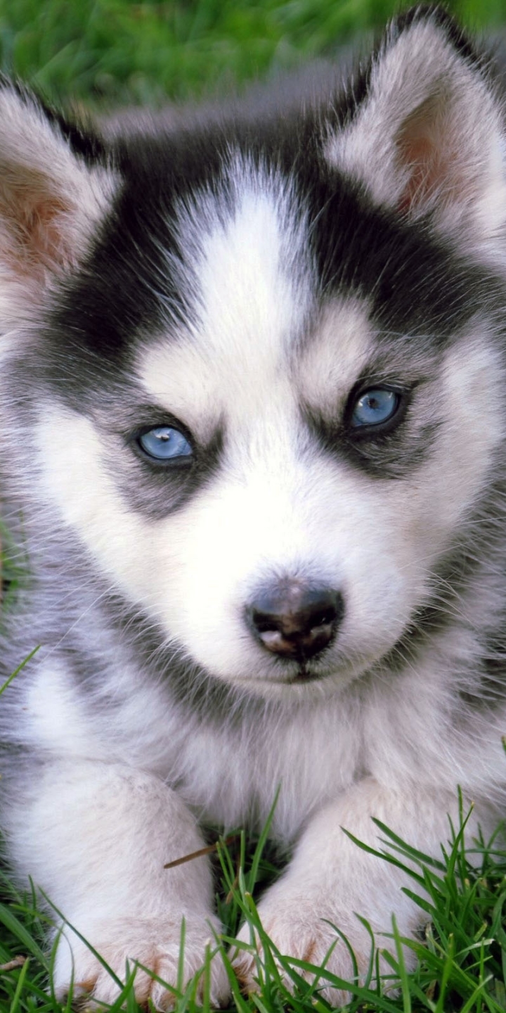 Descarga gratuita de fondo de pantalla para móvil de Animales, Perros, Perro, Cachorro, Husky Siberiano.