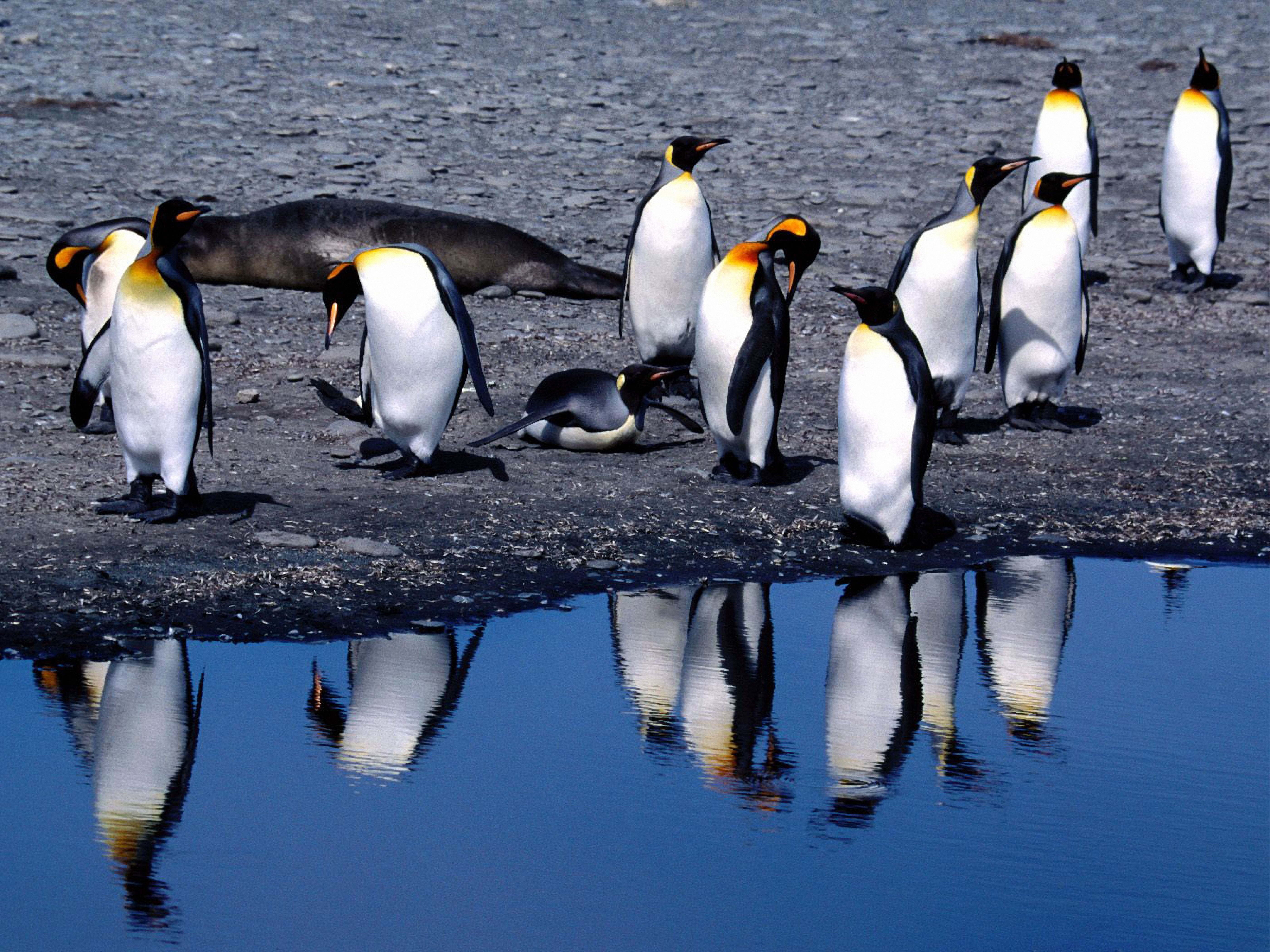 134203 скачать обои лето, пингвины, животные, оттепель - заставки и картинки бесплатно
