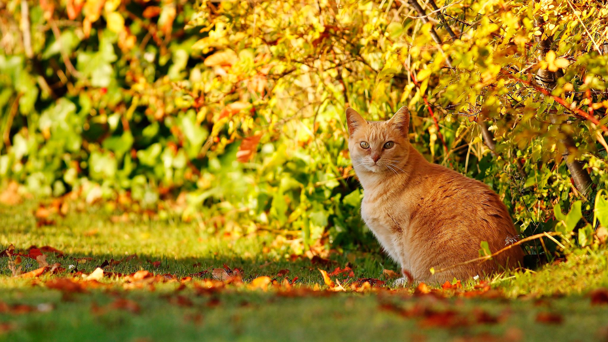 Descarga gratis la imagen Animales, Gatos, Gato en el escritorio de tu PC