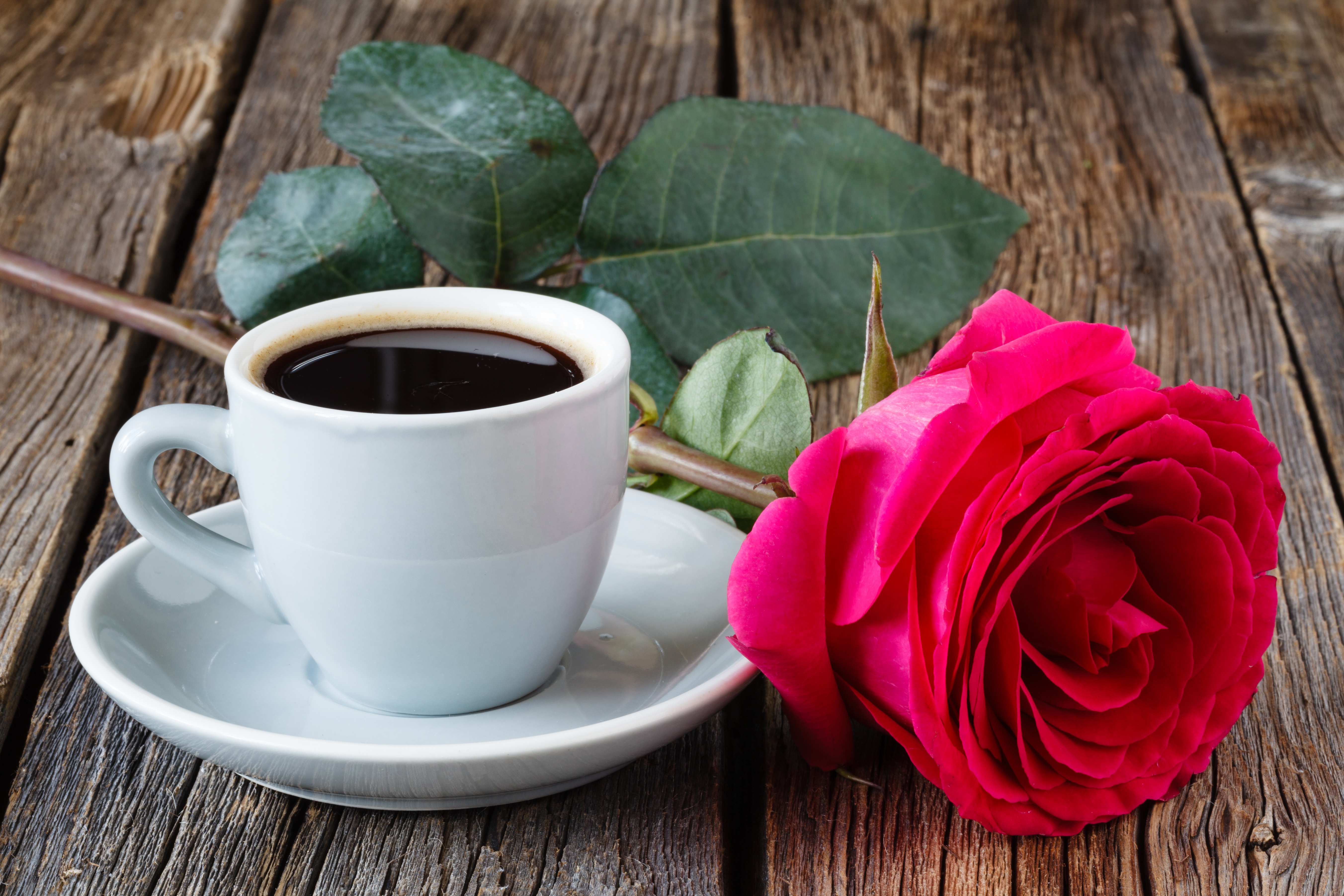 Handy-Wallpaper Blume, Rose, Tasse, Nahrungsmittel, Stillleben, Kaffee kostenlos herunterladen.