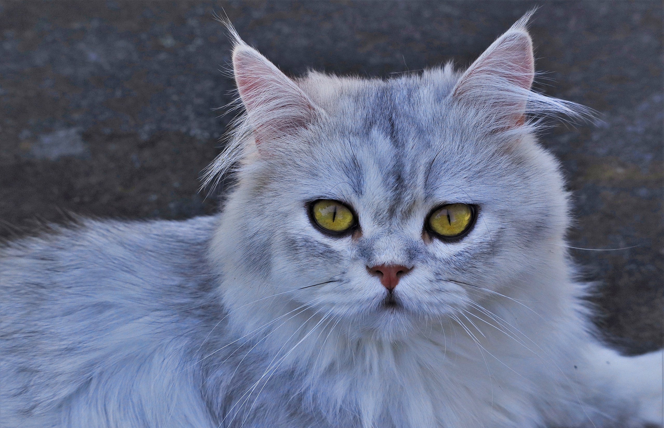 無料モバイル壁紙動物, ネコ, 猫, ふわふわ, 黄色い目をダウンロードします。