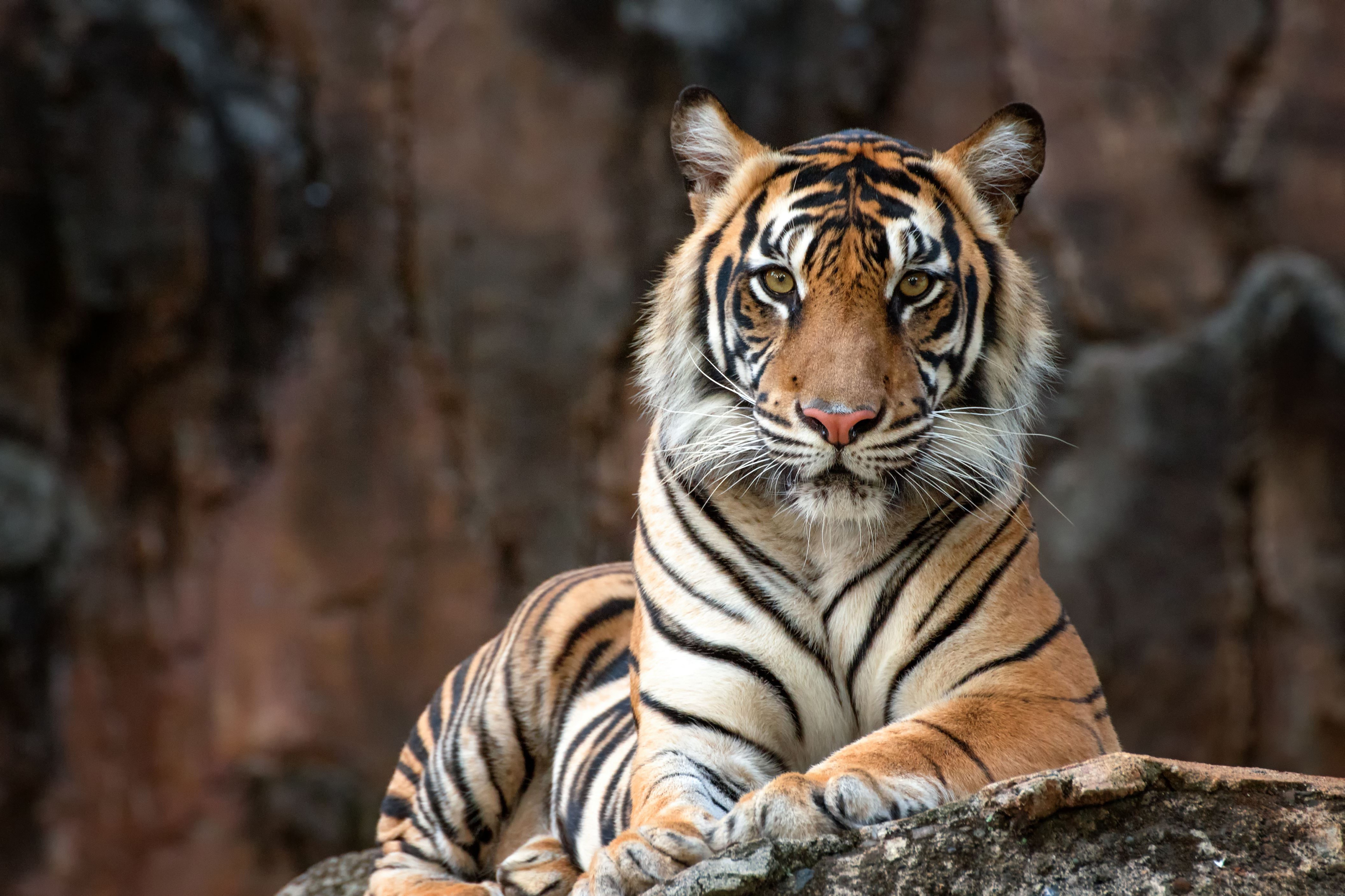 Laden Sie das Tiere, Katzen, Tiger, Starren-Bild kostenlos auf Ihren PC-Desktop herunter