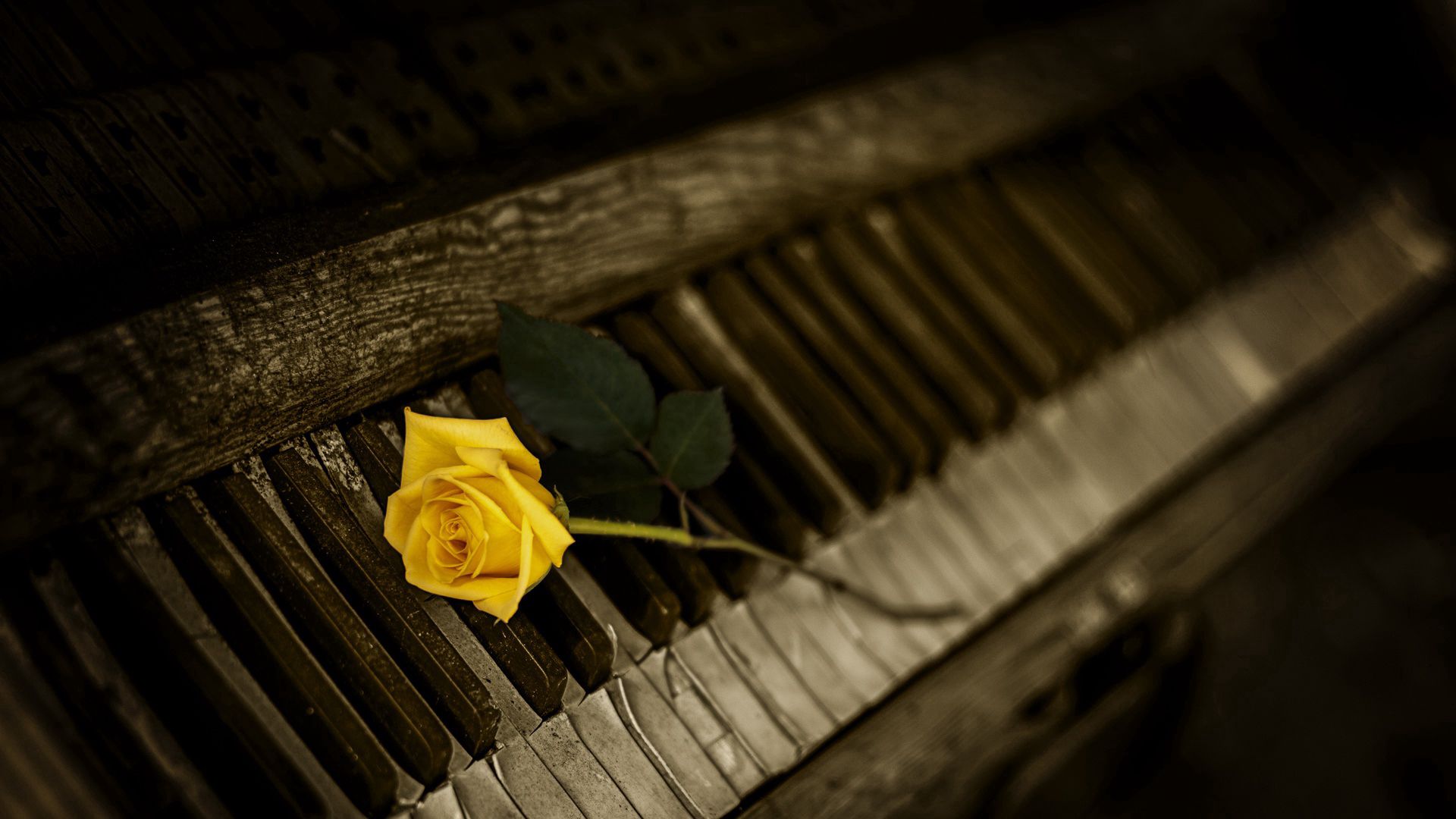 piano, flowers, rose flower, rose, keys 5K