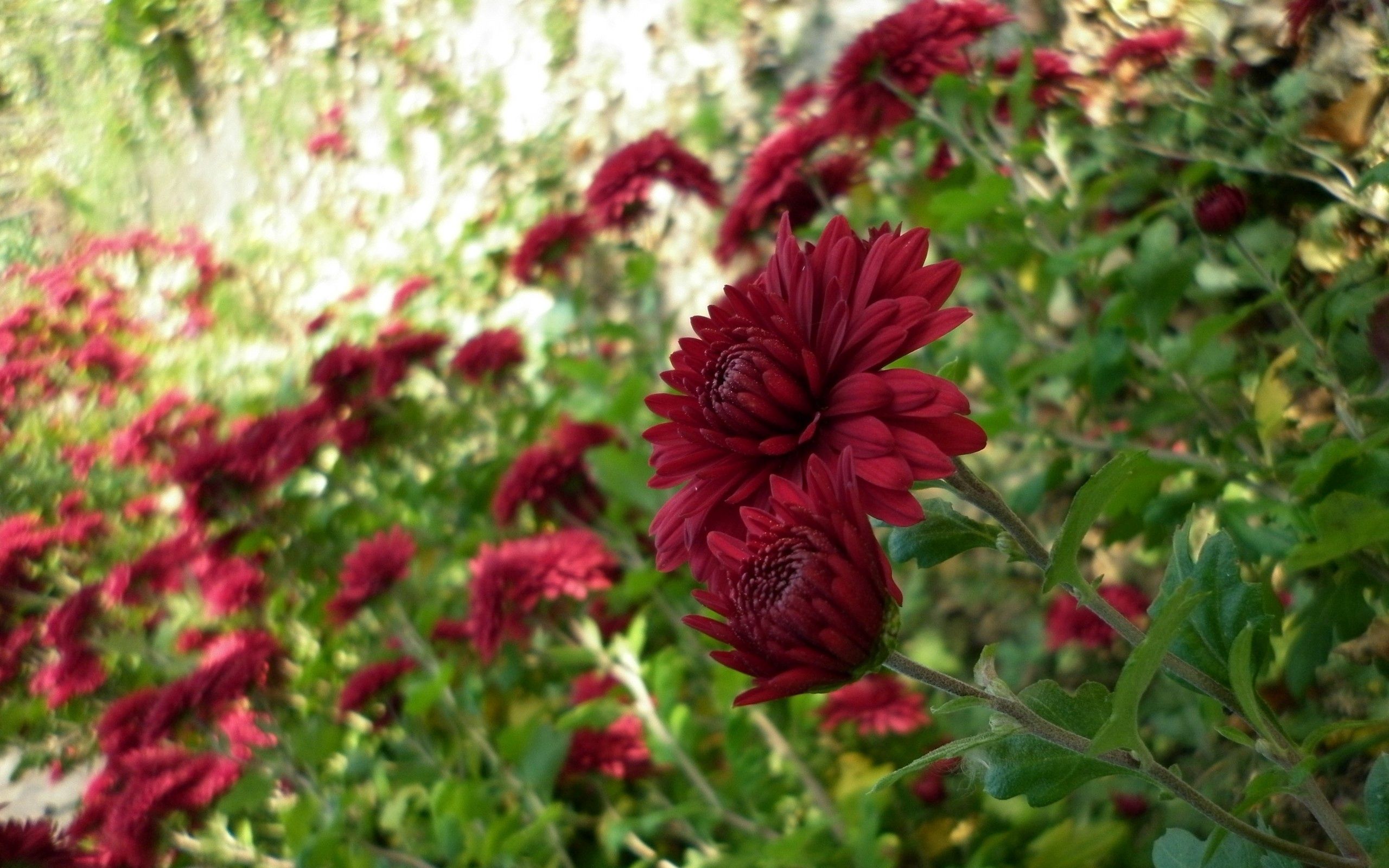 flowers, chrysanthemum, blur, smooth, greens, flower bed, flowerbed, garden Ultra HD, Free 4K, 32K