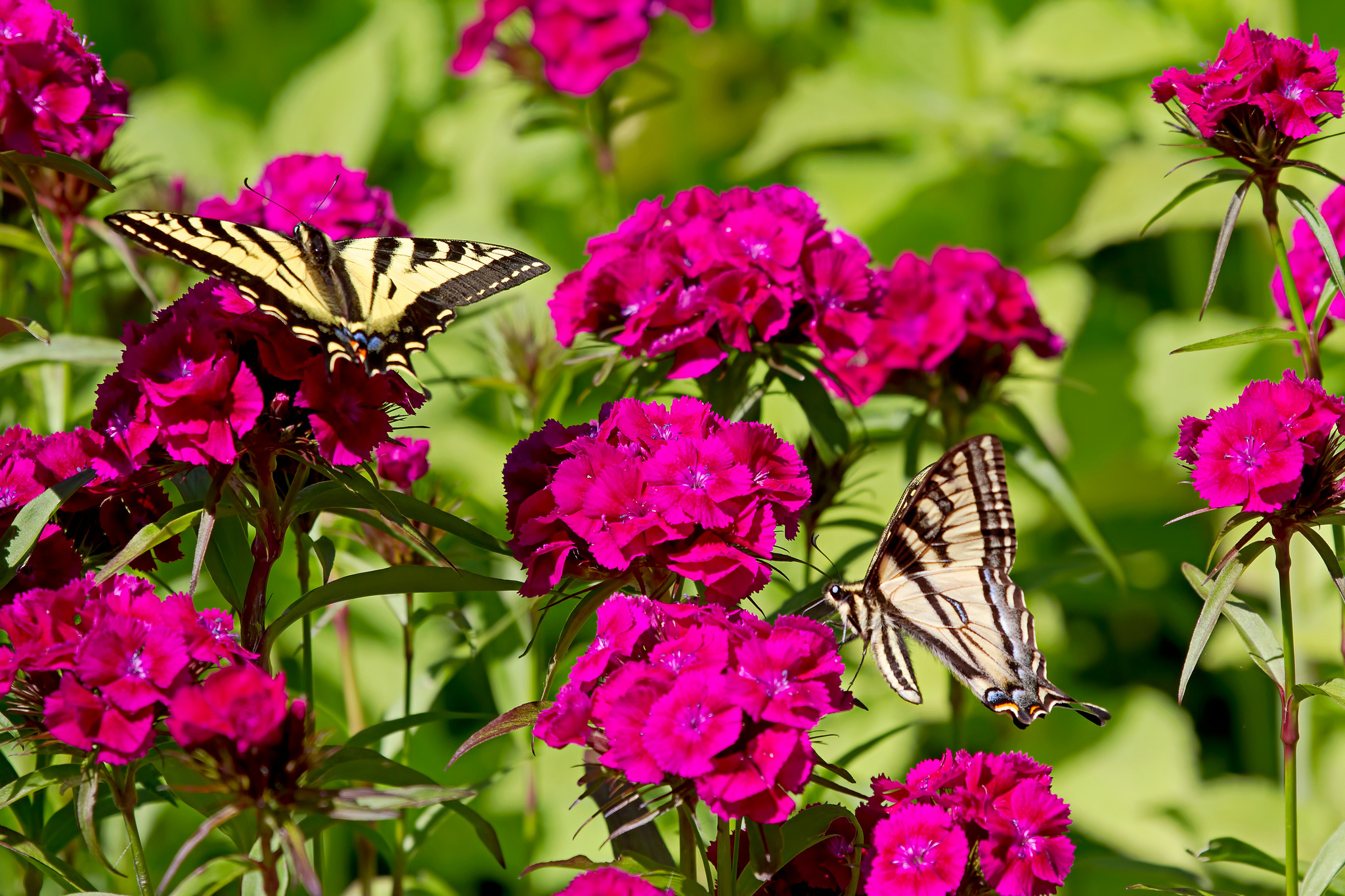 567248 завантажити картинку тварина, метелик, гвоздика, квітка - шпалери і заставки безкоштовно