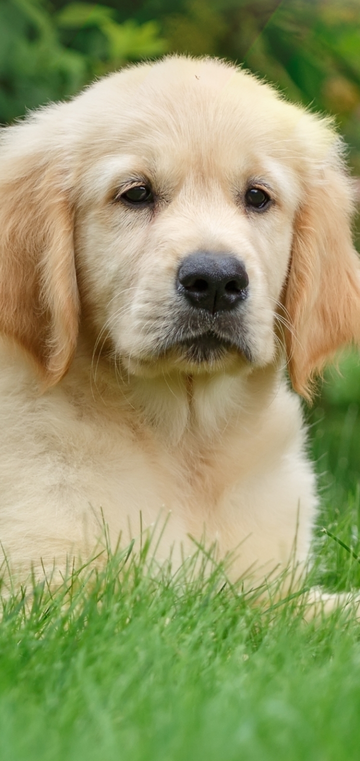 Download mobile wallpaper Dogs, Grass, Dog, Animal, Puppy, Golden Retriever, Baby Animal for free.