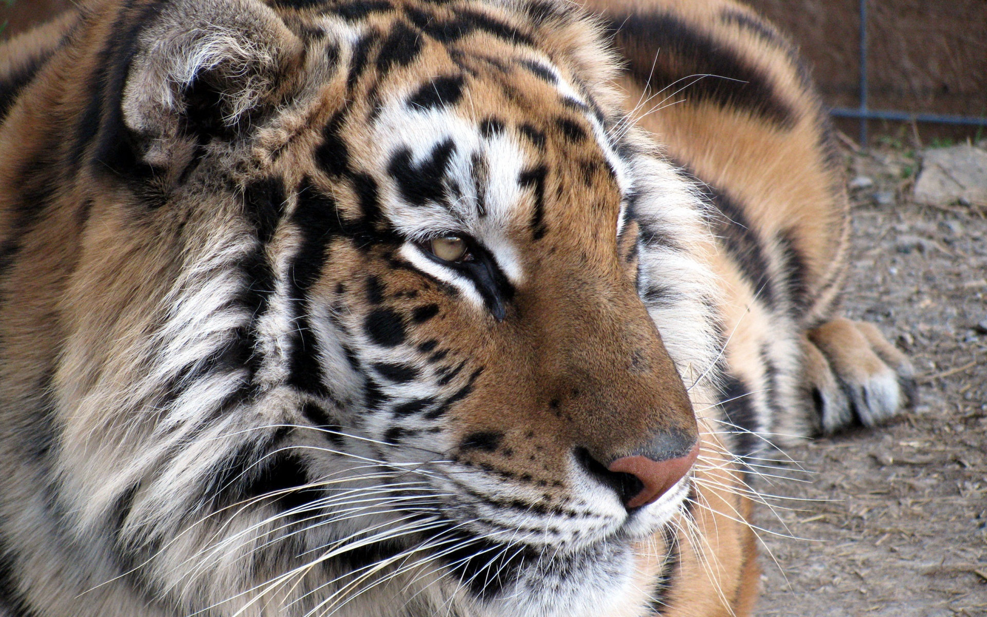 Free download wallpaper Tiger, Animal on your PC desktop