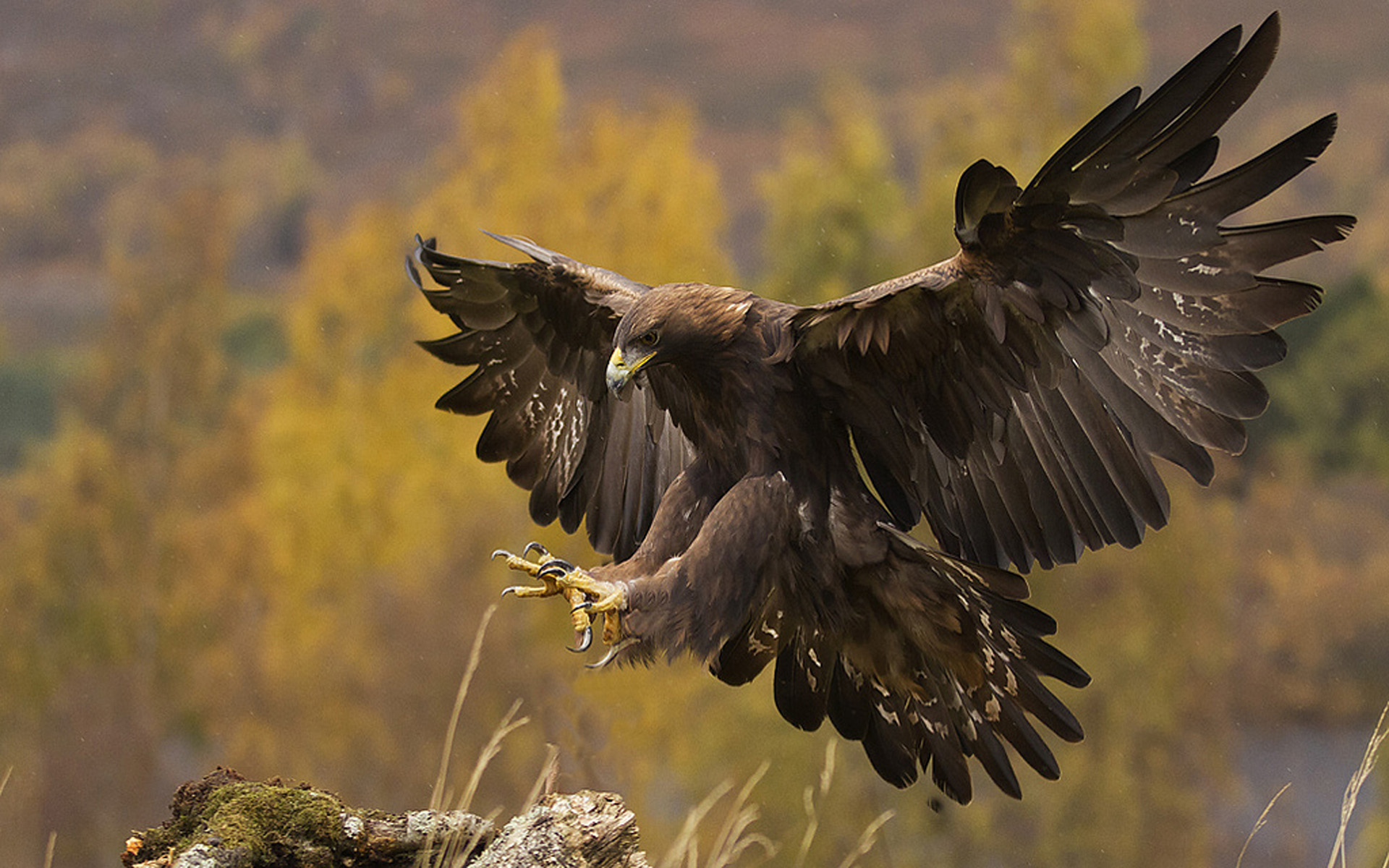 457232 descargar fondo de pantalla águila real, animales, águila, aves: protectores de pantalla e imágenes gratis