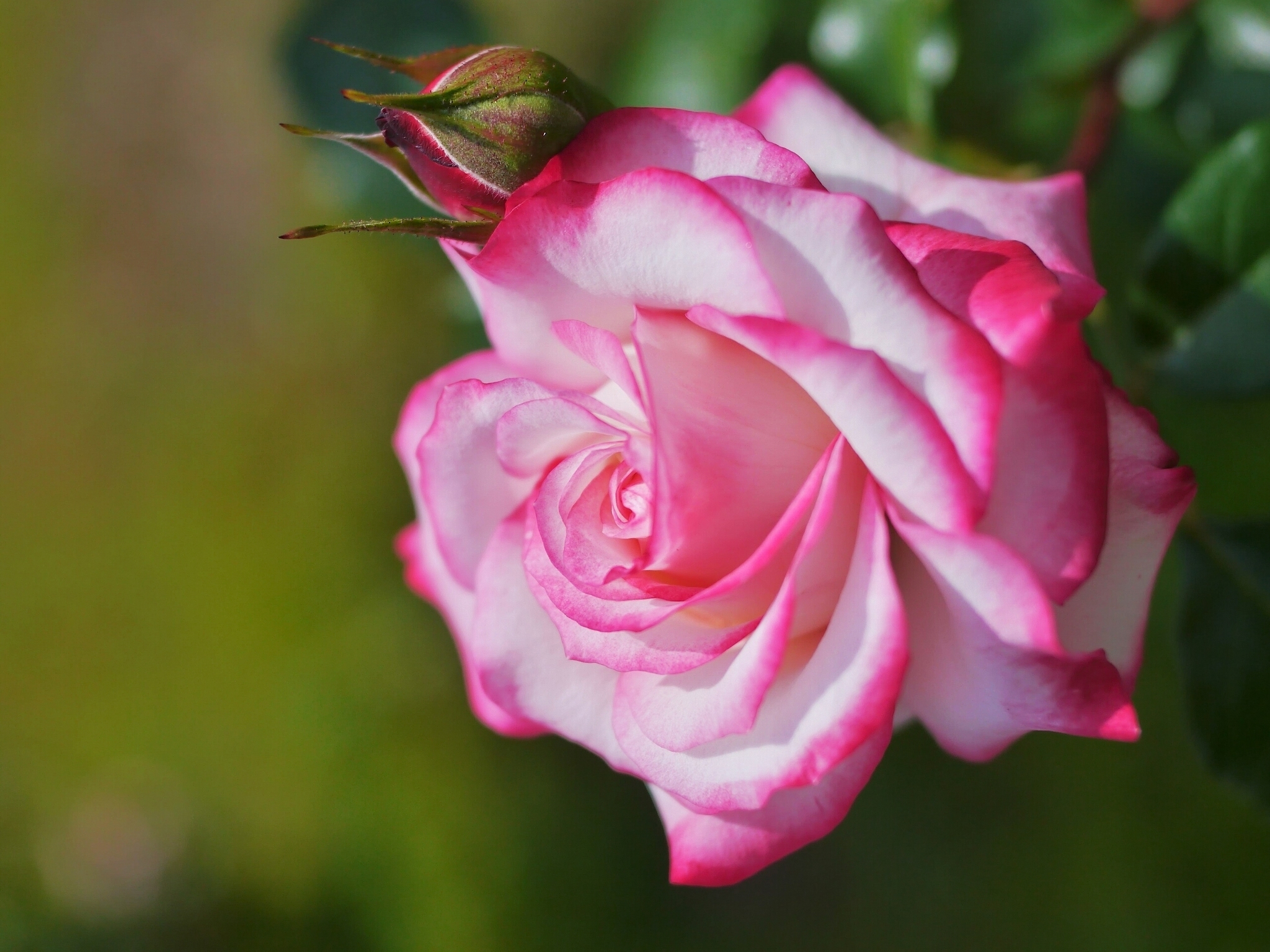 Free download wallpaper Flowers, Flower, Macro, Rose, Bud, Earth, Pink Rose on your PC desktop