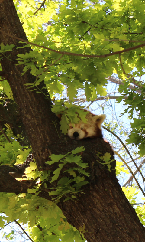 Download mobile wallpaper Animal, Red Panda for free.