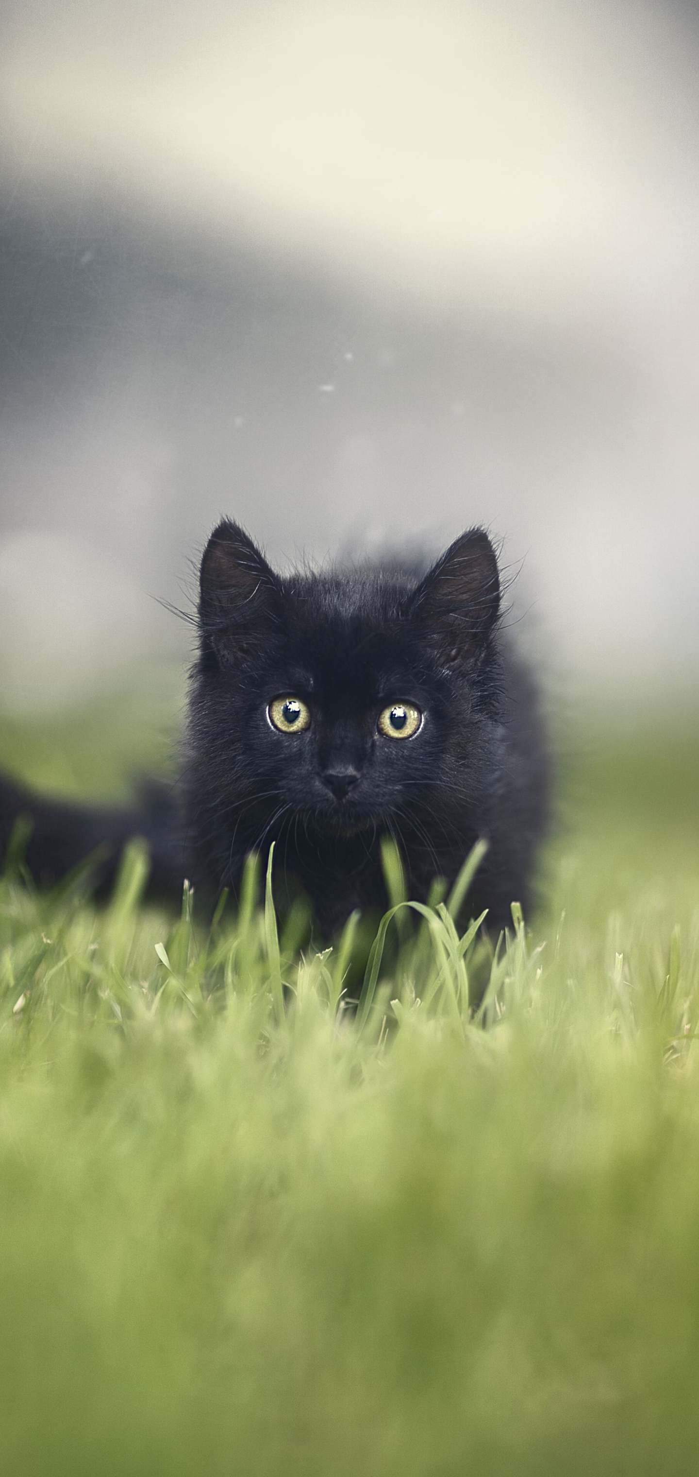 Download mobile wallpaper Cats, Grass, Cat, Kitten, Animal, Baby Animal, Stare for free.