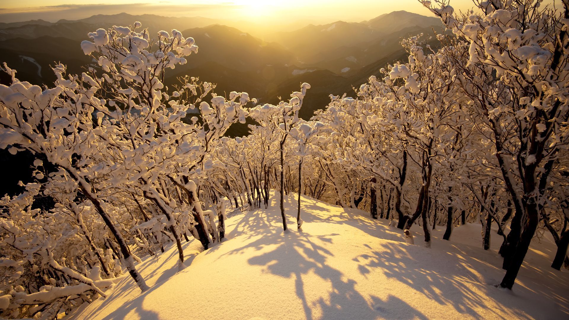 Download mobile wallpaper Winter, Snow, Horizon, Tree, Earth, Sunbeam for free.