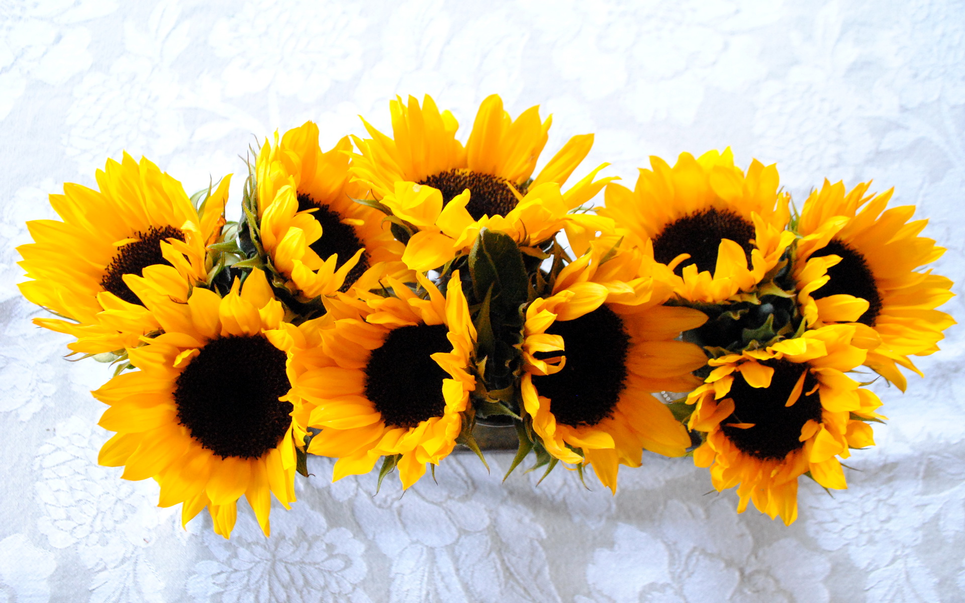 Handy-Wallpaper Blumen, Sonnenblume, Erde/natur kostenlos herunterladen.