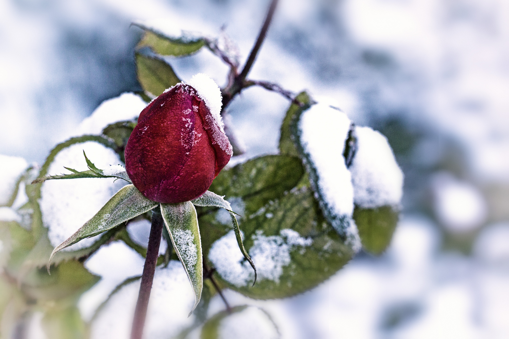 Descarga gratuita de fondo de pantalla para móvil de Flores, Rosa, Tierra/naturaleza.