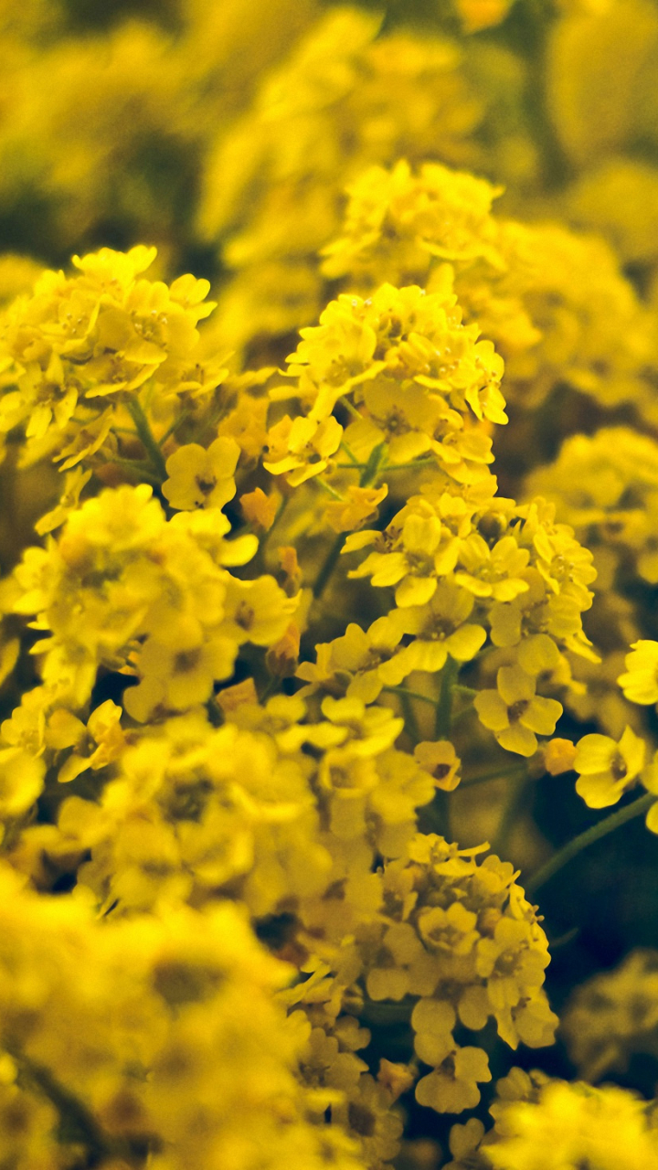 Download mobile wallpaper Flowers, Flower, Earth, Yellow Flower for free.