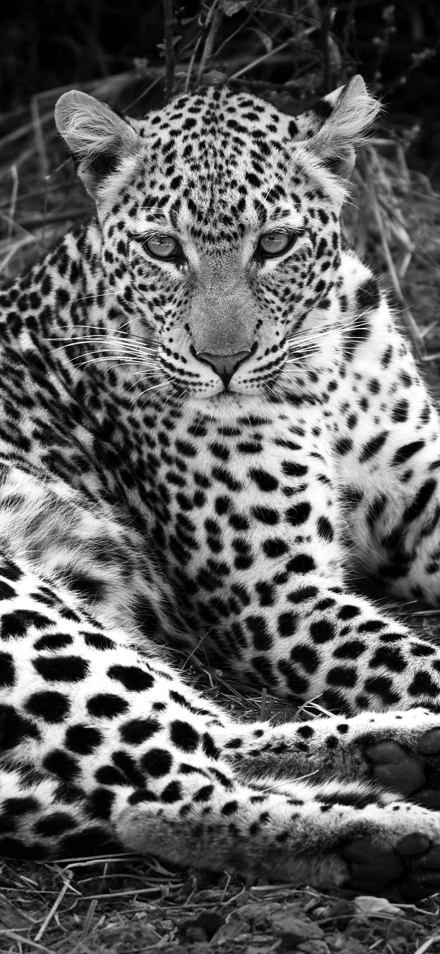 Download mobile wallpaper Cats, Leopard, Animal, Black & White for free.