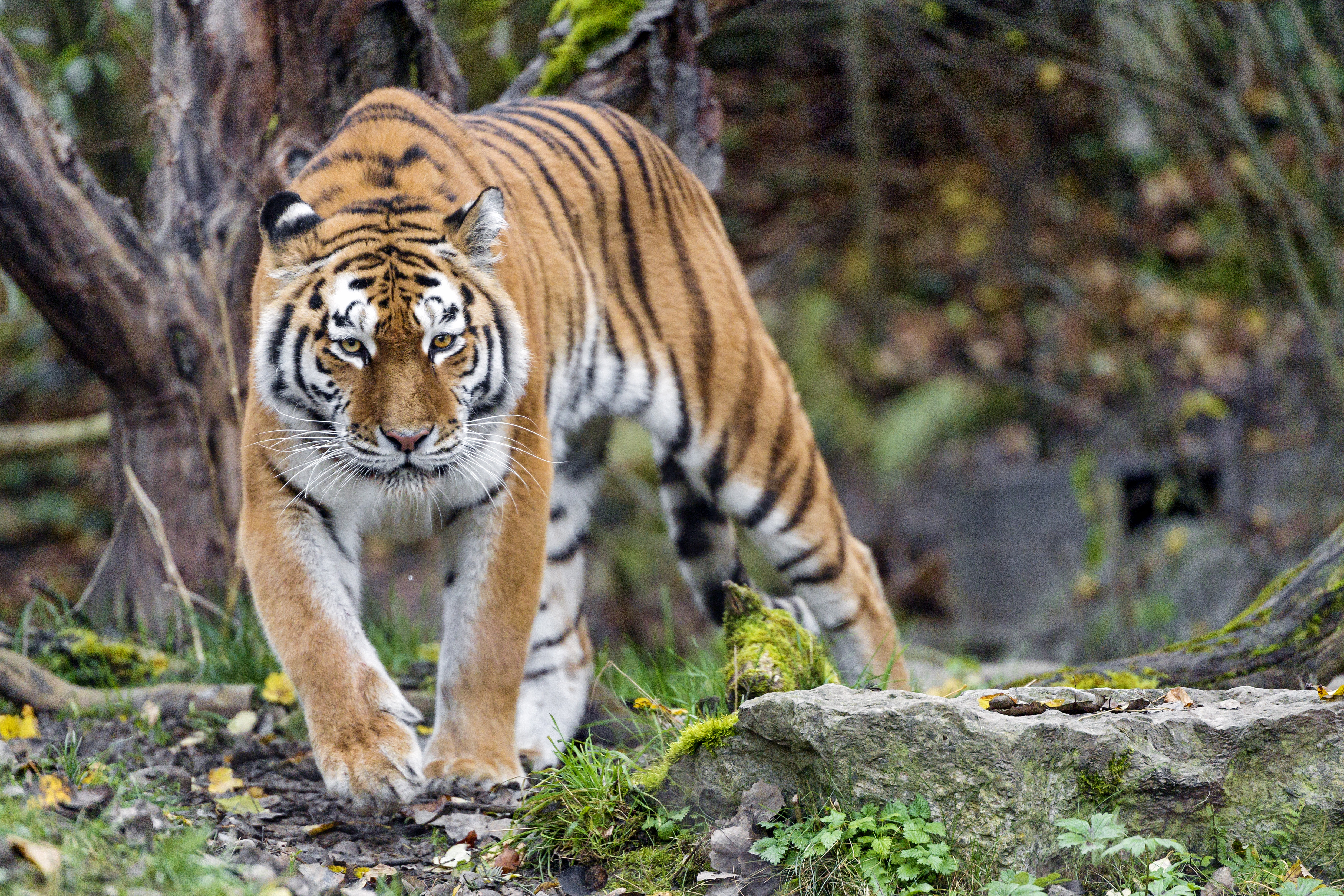 Free download wallpaper Animals, Predator, Sight, Opinion, Tiger, Animal on your PC desktop