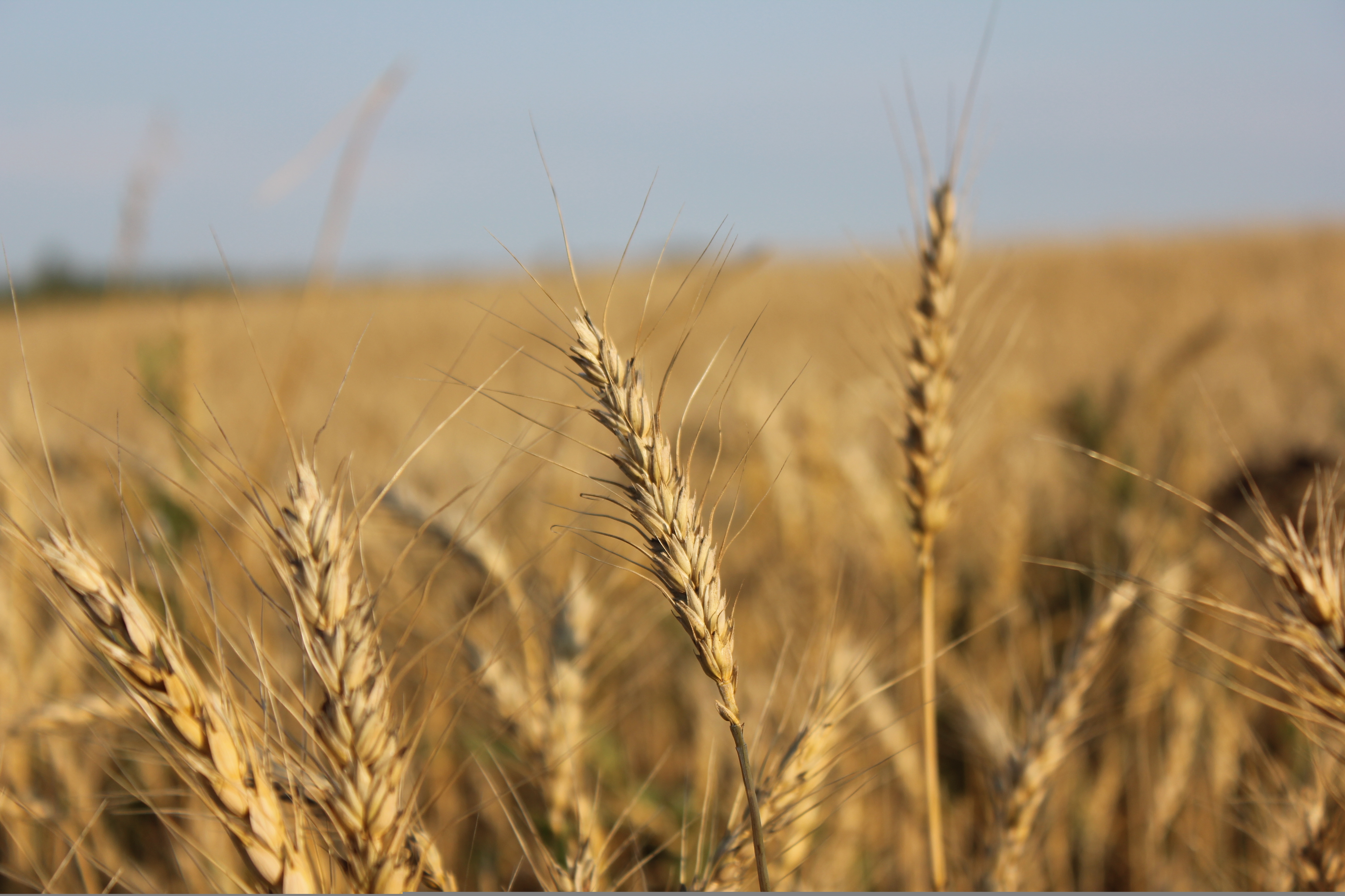 Download mobile wallpaper Nature, Summer, Wheat, Blur, Earth, Field for free.