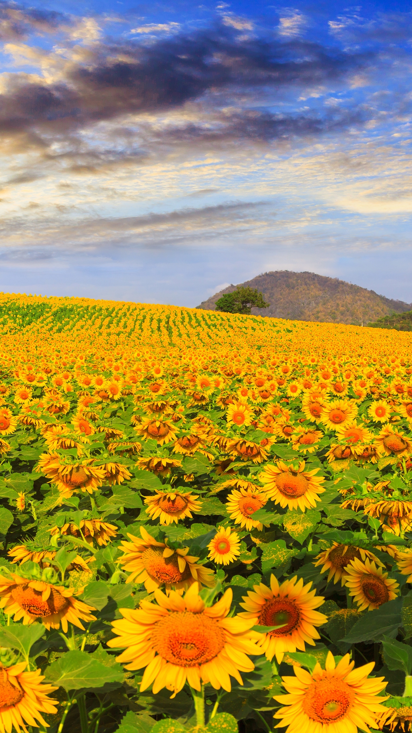 Laden Sie das Natur, Blumen, Sommer, Blume, Feld, Sonnenblume, Gelbe Blume, Erde/natur, Aufstellen-Bild kostenlos auf Ihren PC-Desktop herunter