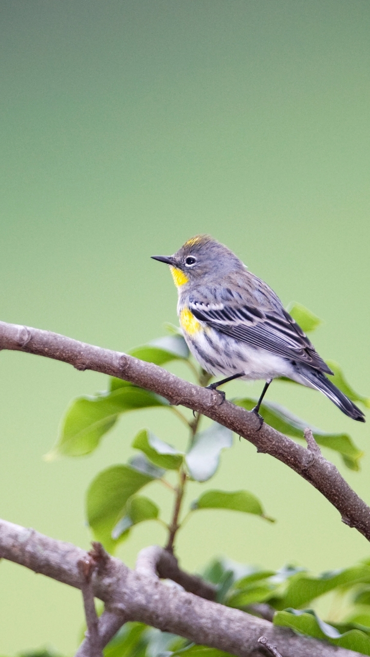 Download mobile wallpaper Birds, Bird, Animal, Warbler for free.