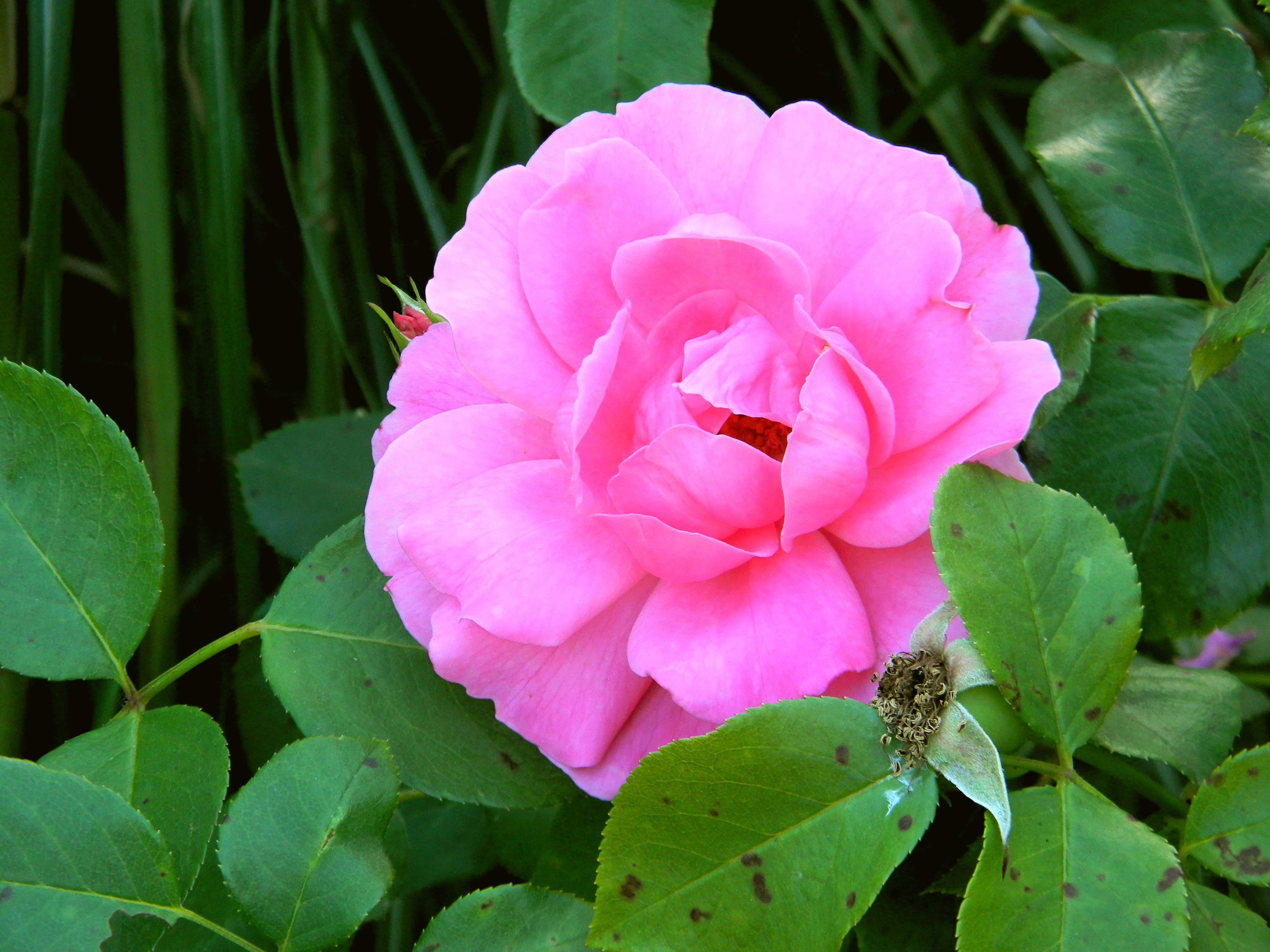 Скачать картинку Лето, Розовый Цветок, Флауэрсы, Природа, Цветок, Роза, Земля/природа в телефон бесплатно.